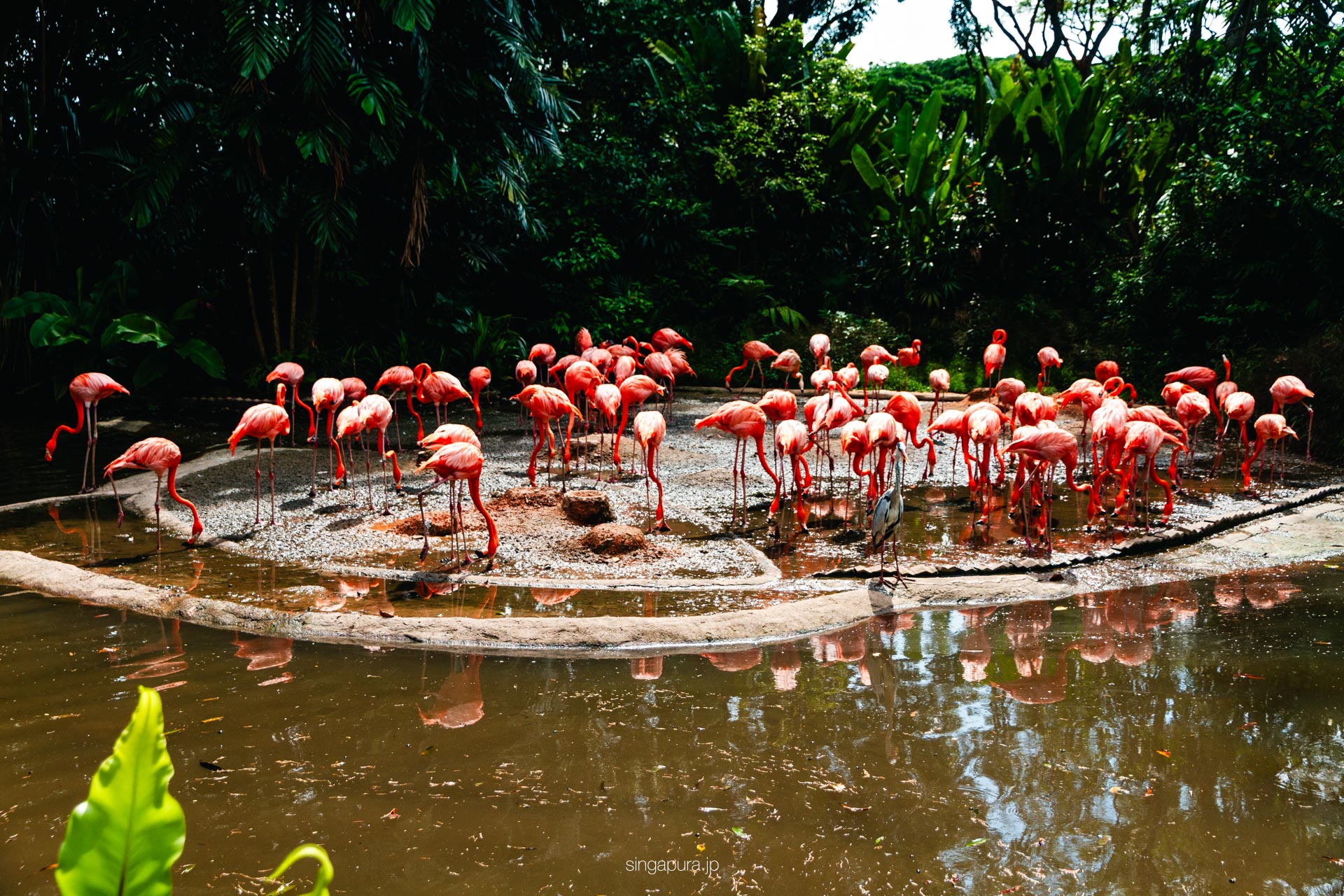 バード・パラダイス Bird Paradise 画像1