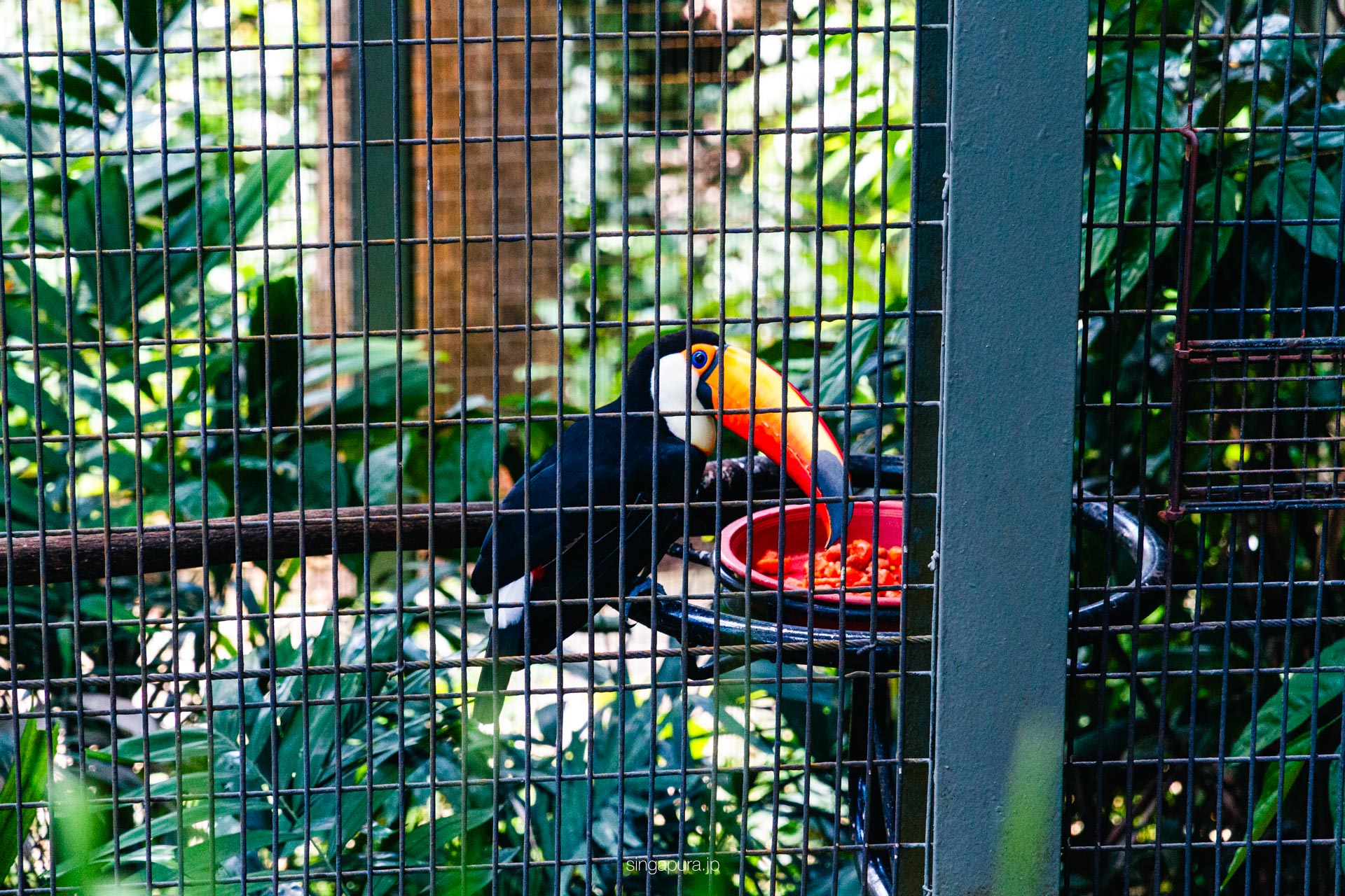 バード・パラダイス Bird Paradise 画像2