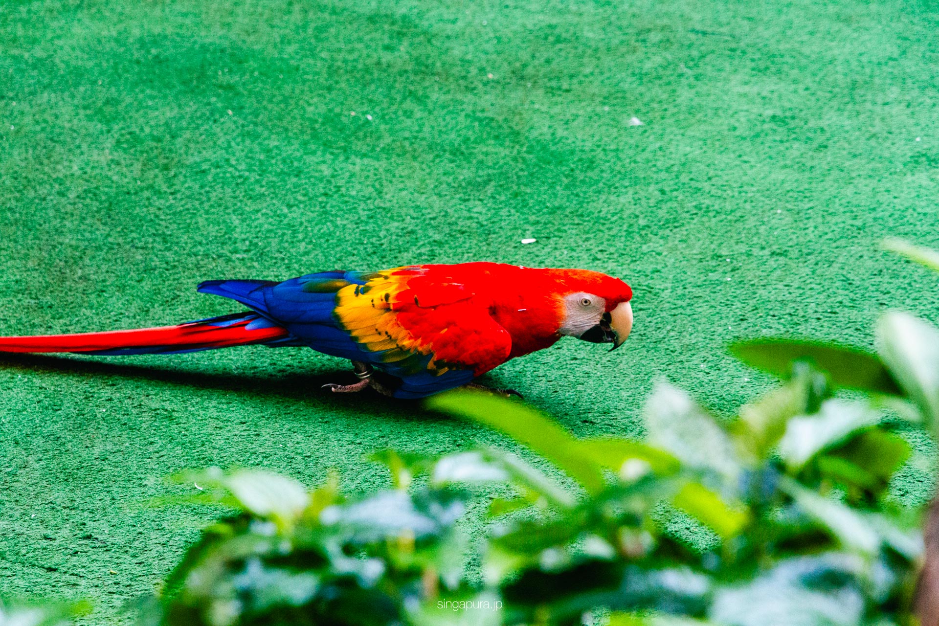 バード・パラダイス Bird Paradise 画像3