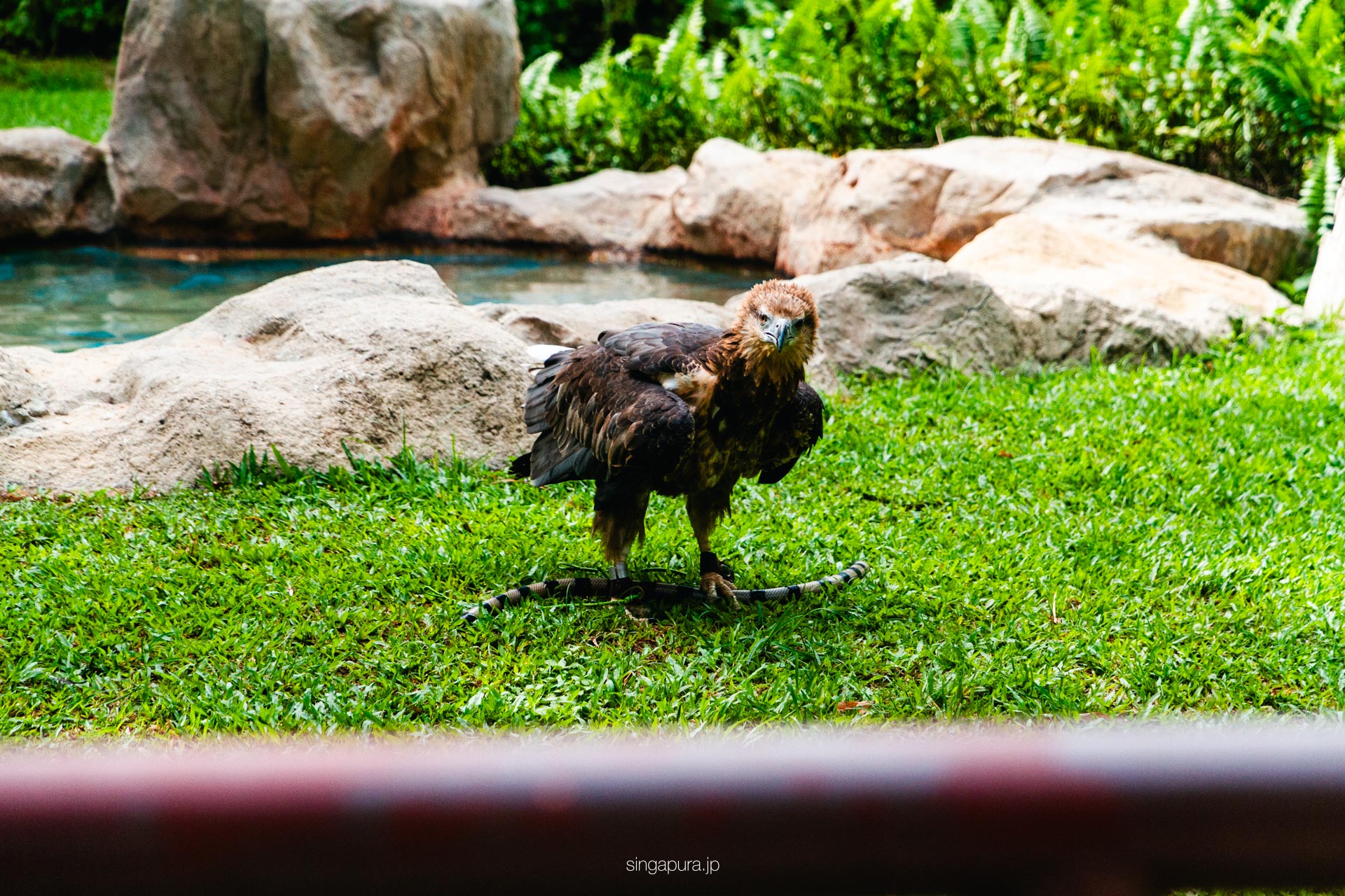 バード・パラダイス Bird Paradise 画像5