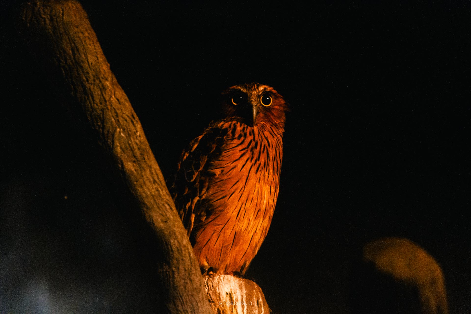 バード・パラダイス Bird Paradise 画像6