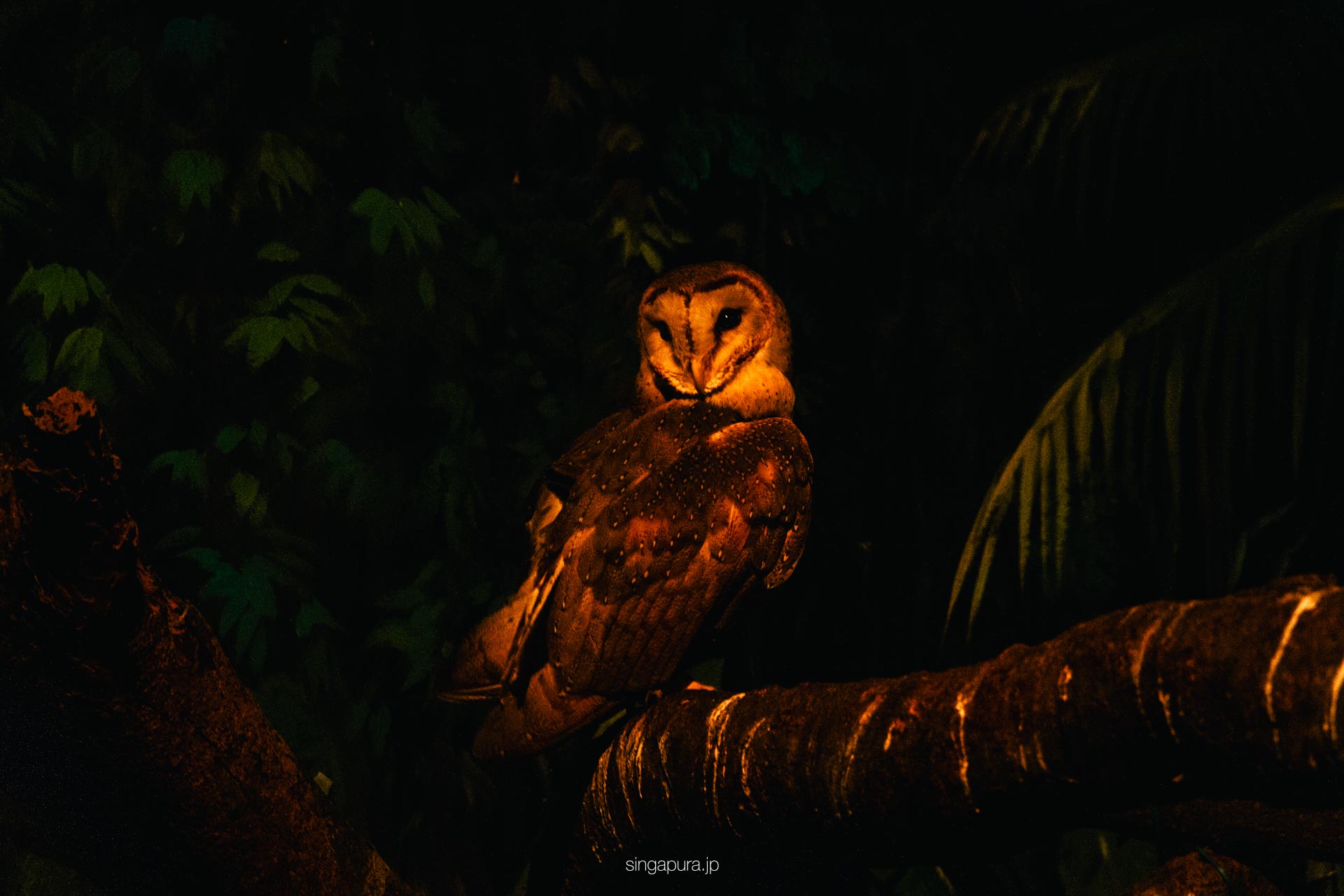 バード・パラダイス Bird Paradise 画像7