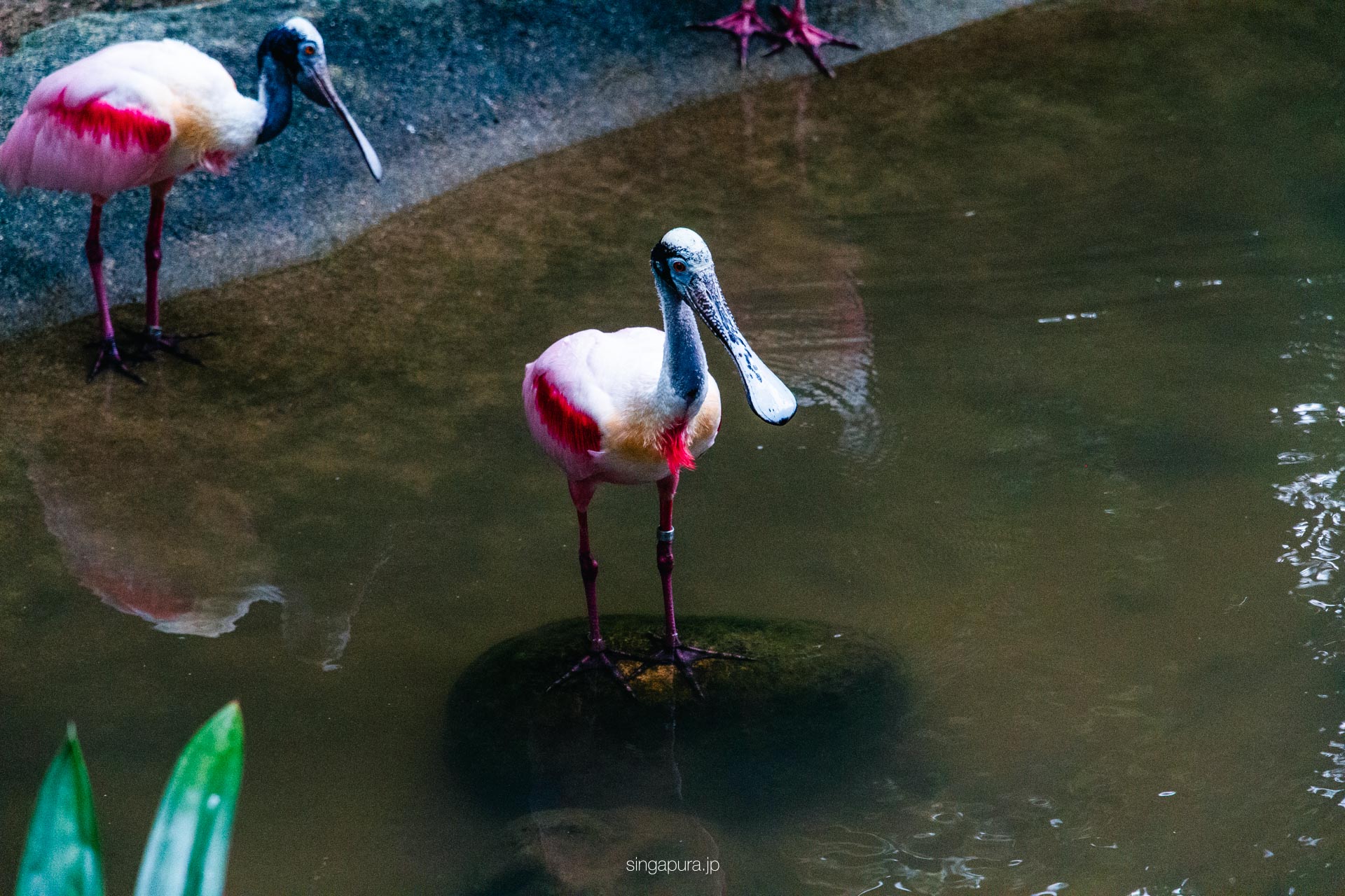 バード・パラダイス Bird Paradise 画像8