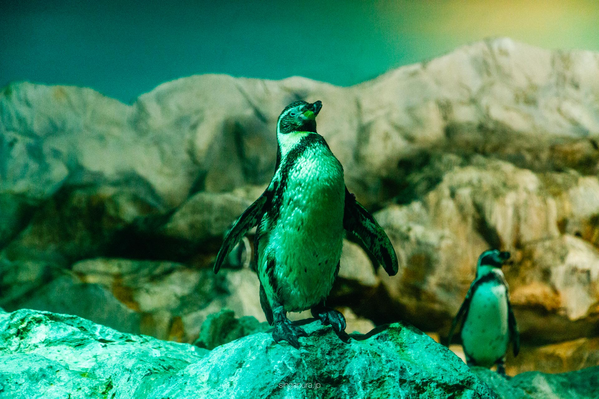 バード・パラダイス Bird Paradise 画像9