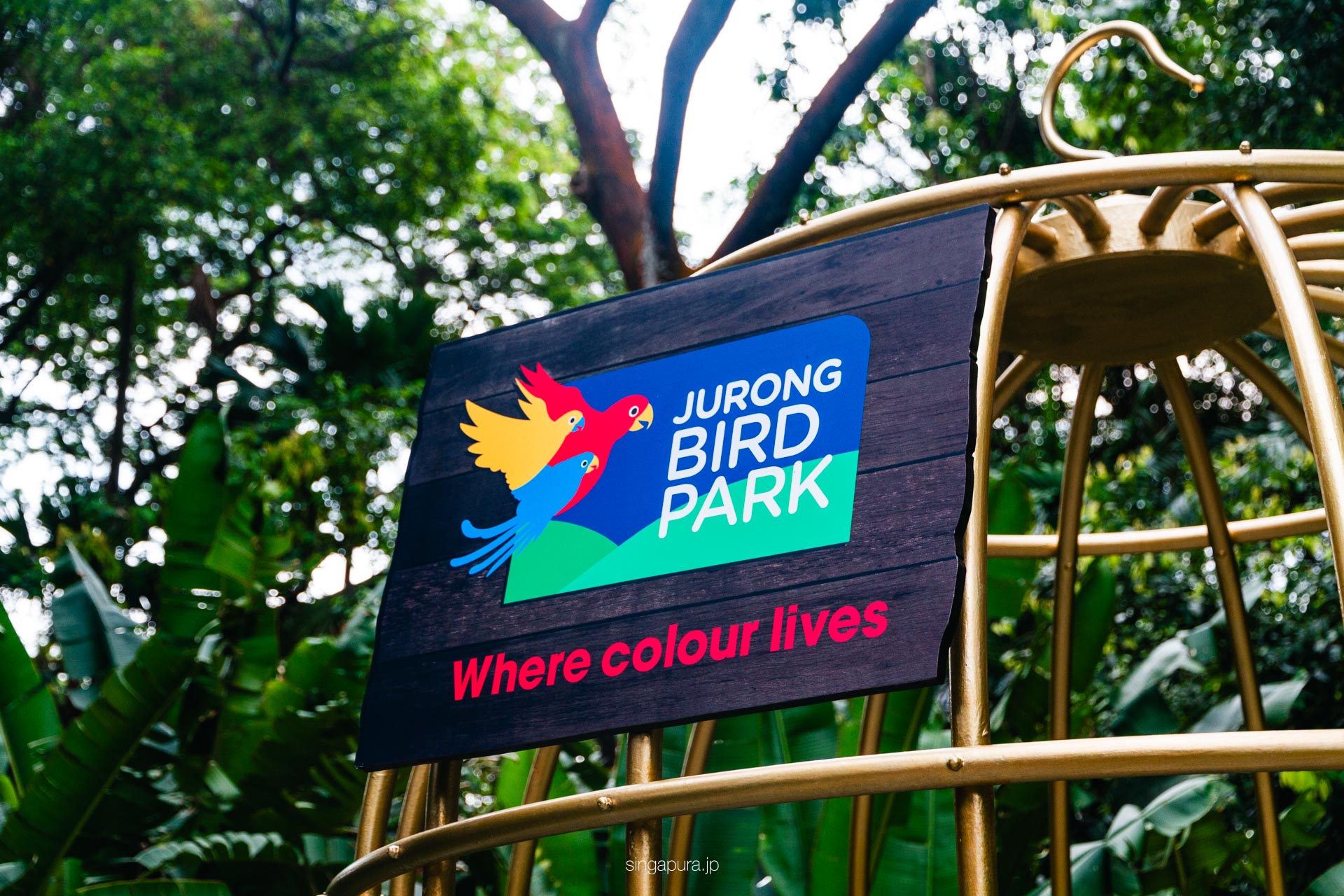 バード・パラダイス Bird Paradise 画像11