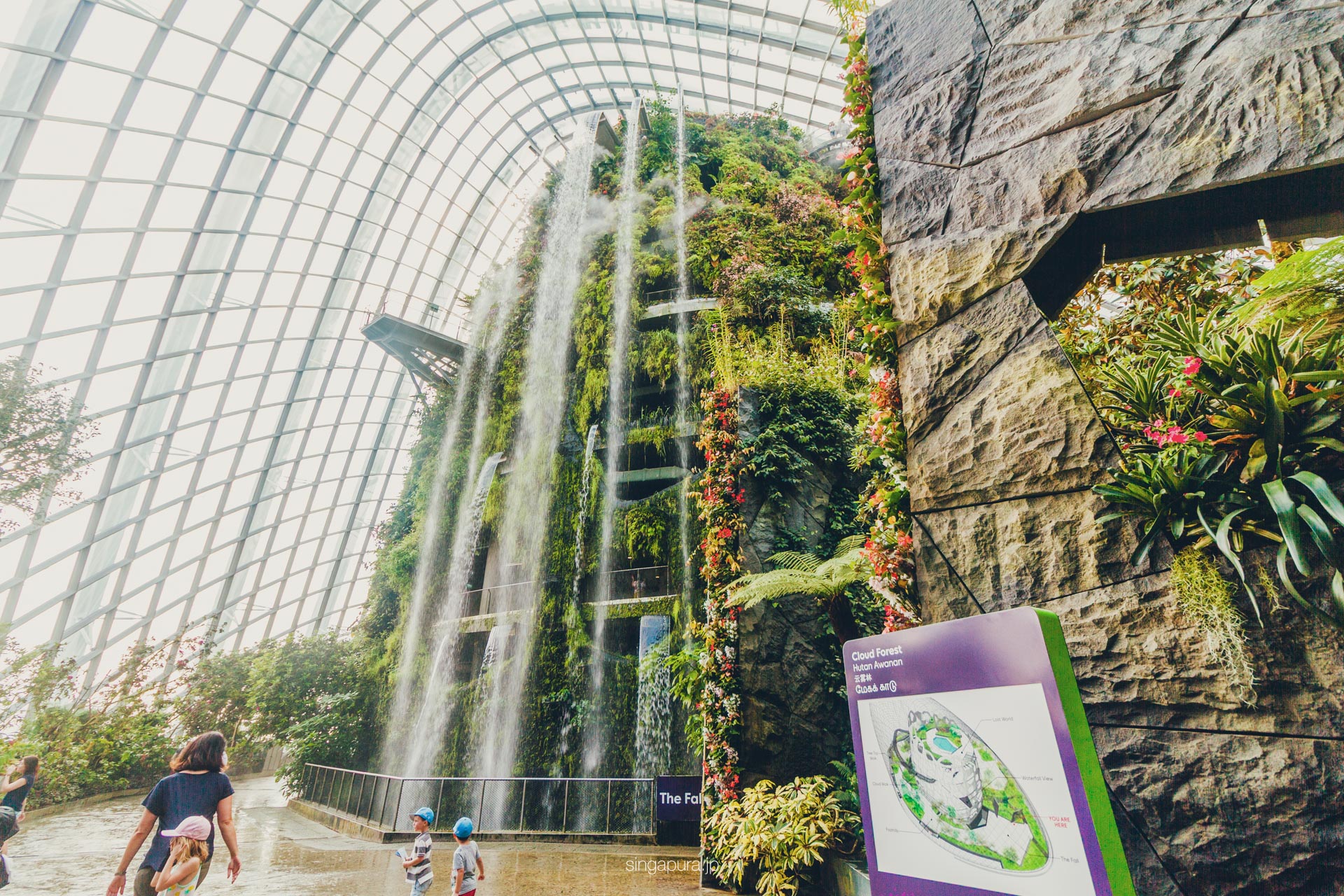 クラウド・フォレスト Cloud Forest 画像1