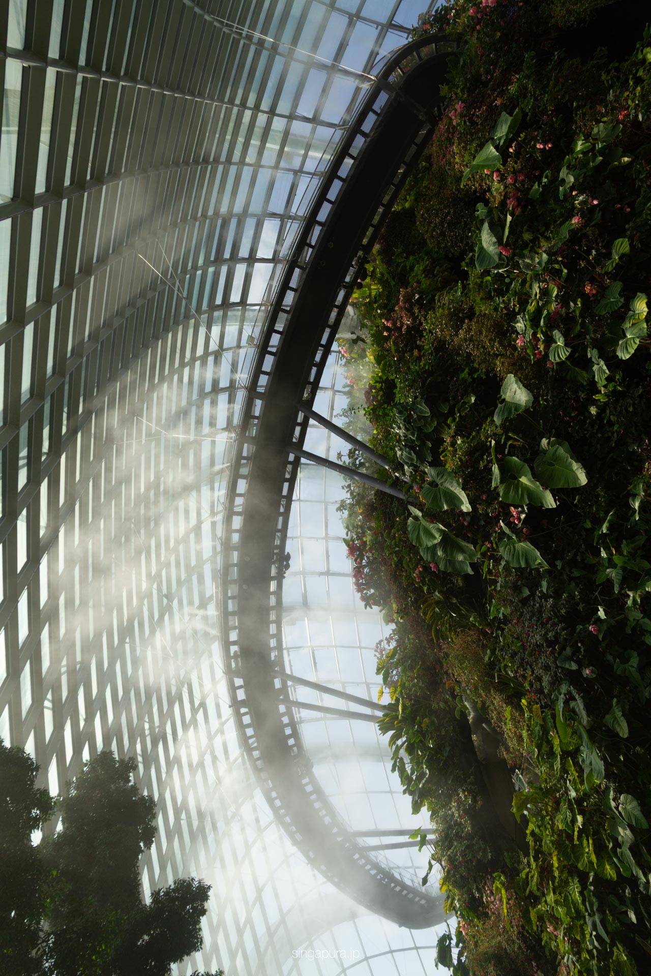 クラウド・フォレスト Cloud Forest 画像2