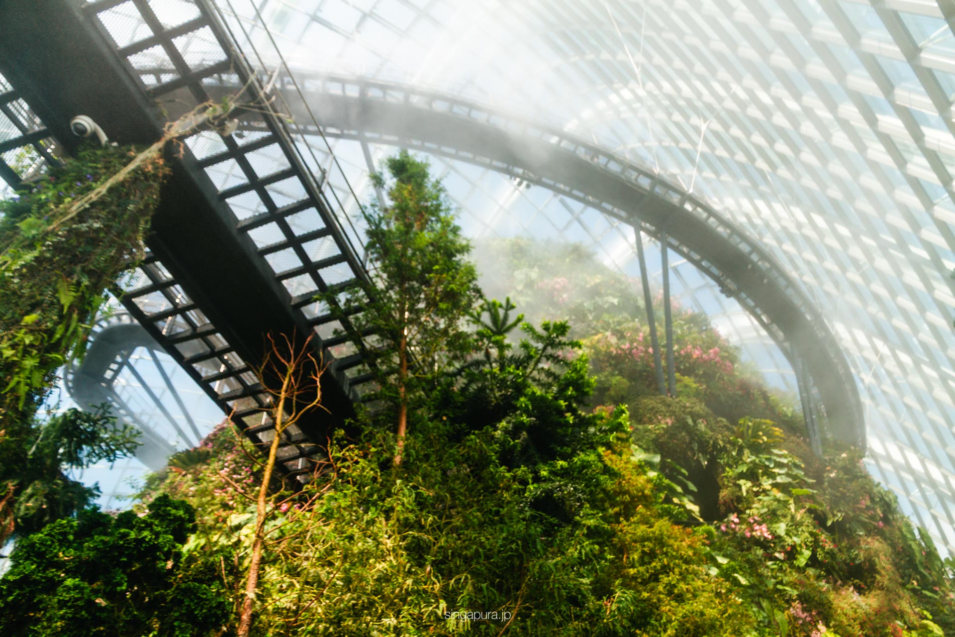 クラウド・フォレスト Cloud Forest 画像3