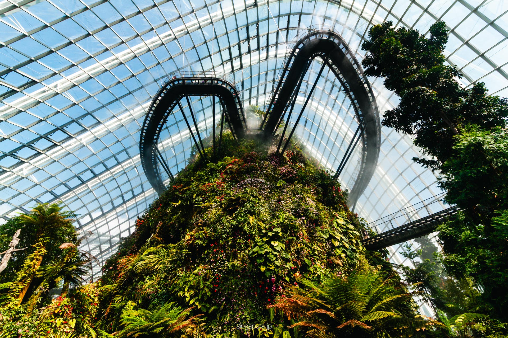 クラウド・フォレスト Cloud Forest 画像6