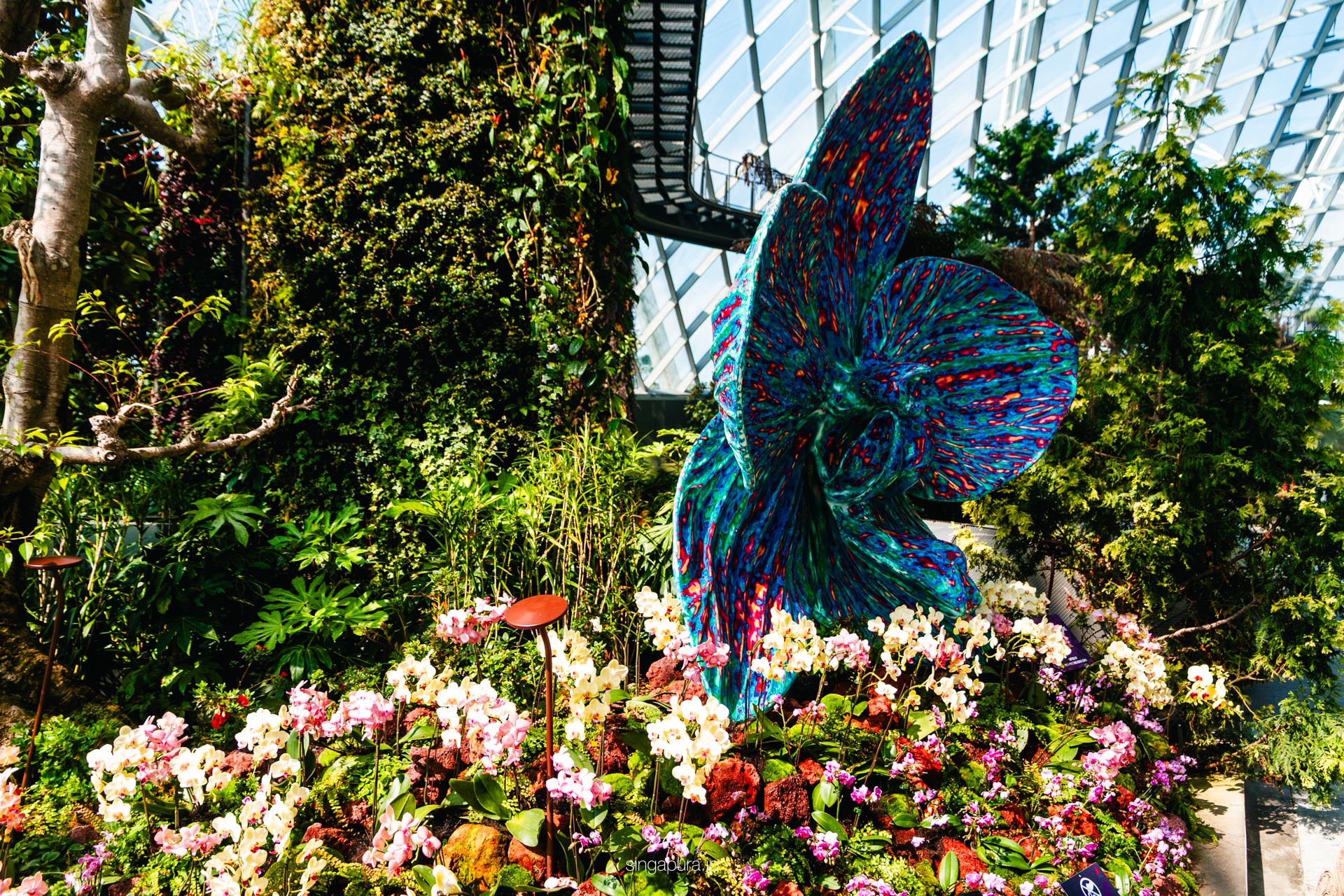 クラウド・フォレスト Cloud Forest 画像7