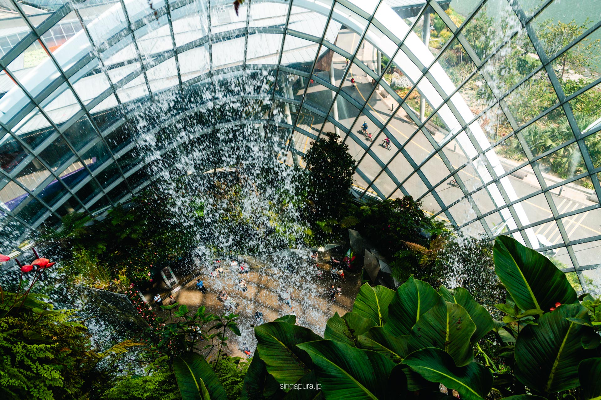 クラウド・フォレスト Cloud Forest 画像9