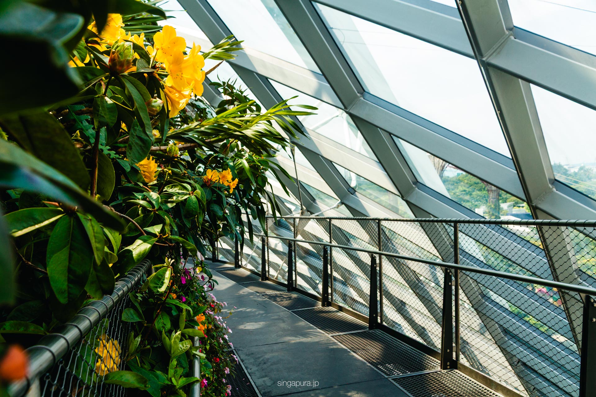 クラウド・フォレスト Cloud Forest 画像10