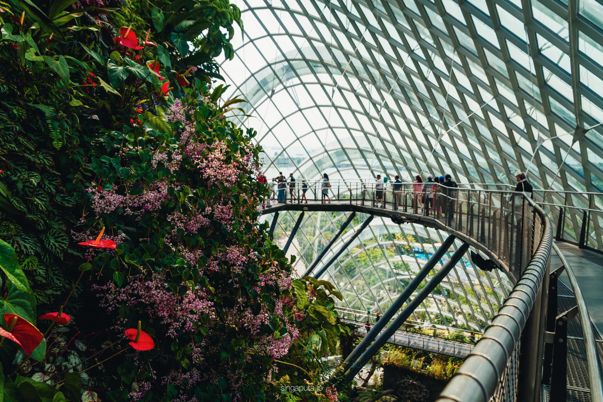 クラウド・フォレスト Cloud Forest 画像11