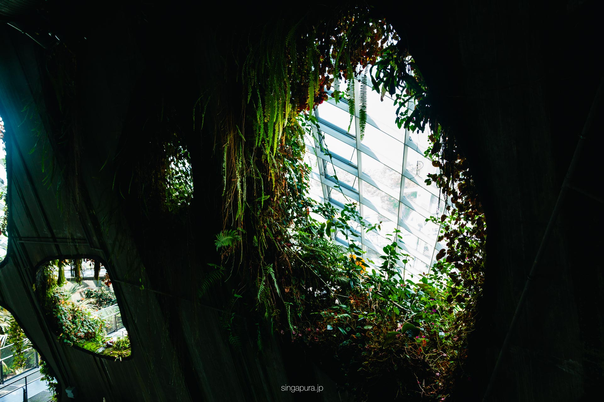 クラウド・フォレスト Cloud Forest 画像13