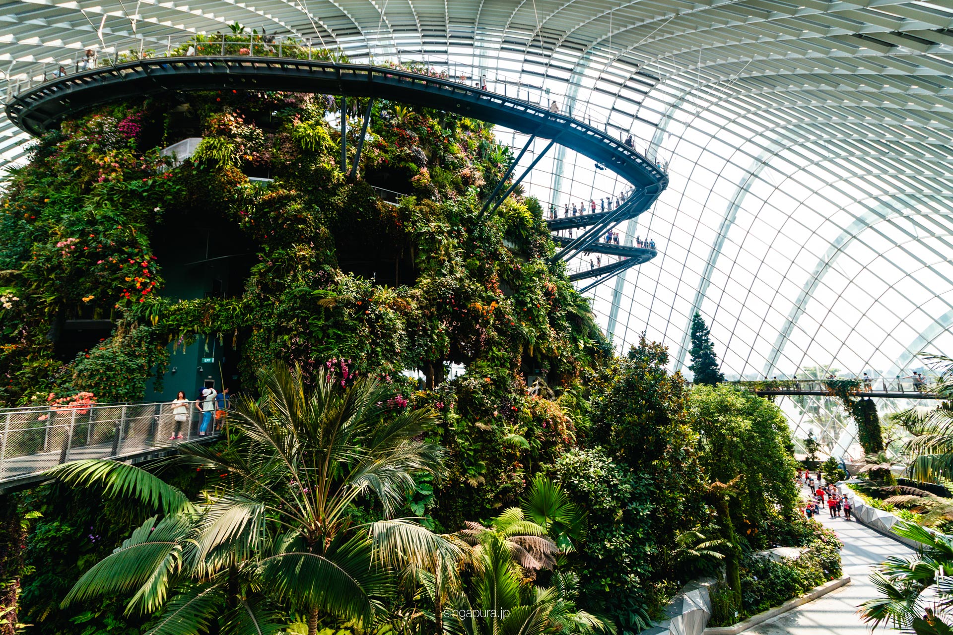 クラウド・フォレスト Cloud Forest 画像14