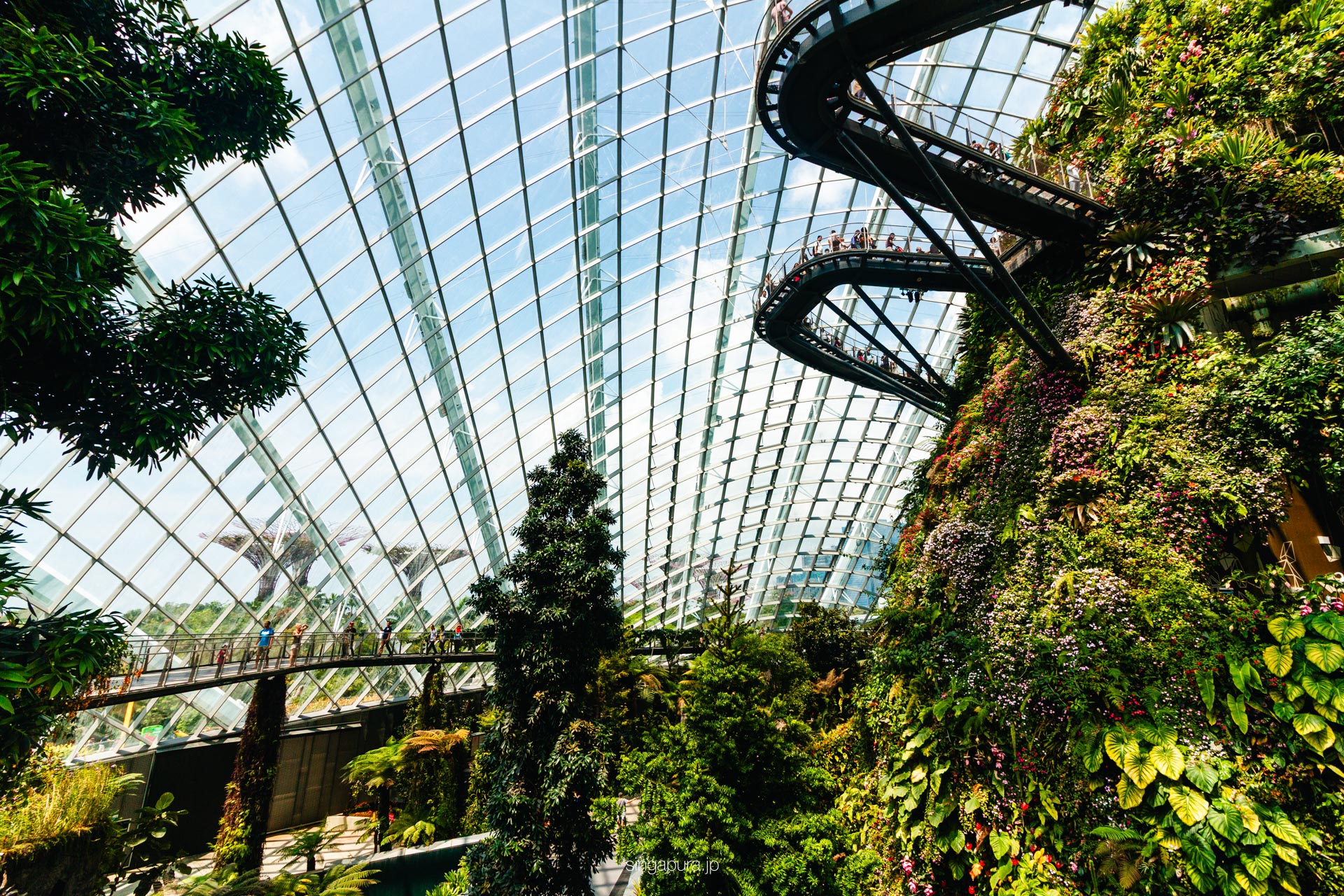 クラウド・フォレスト Cloud Forest 画像15