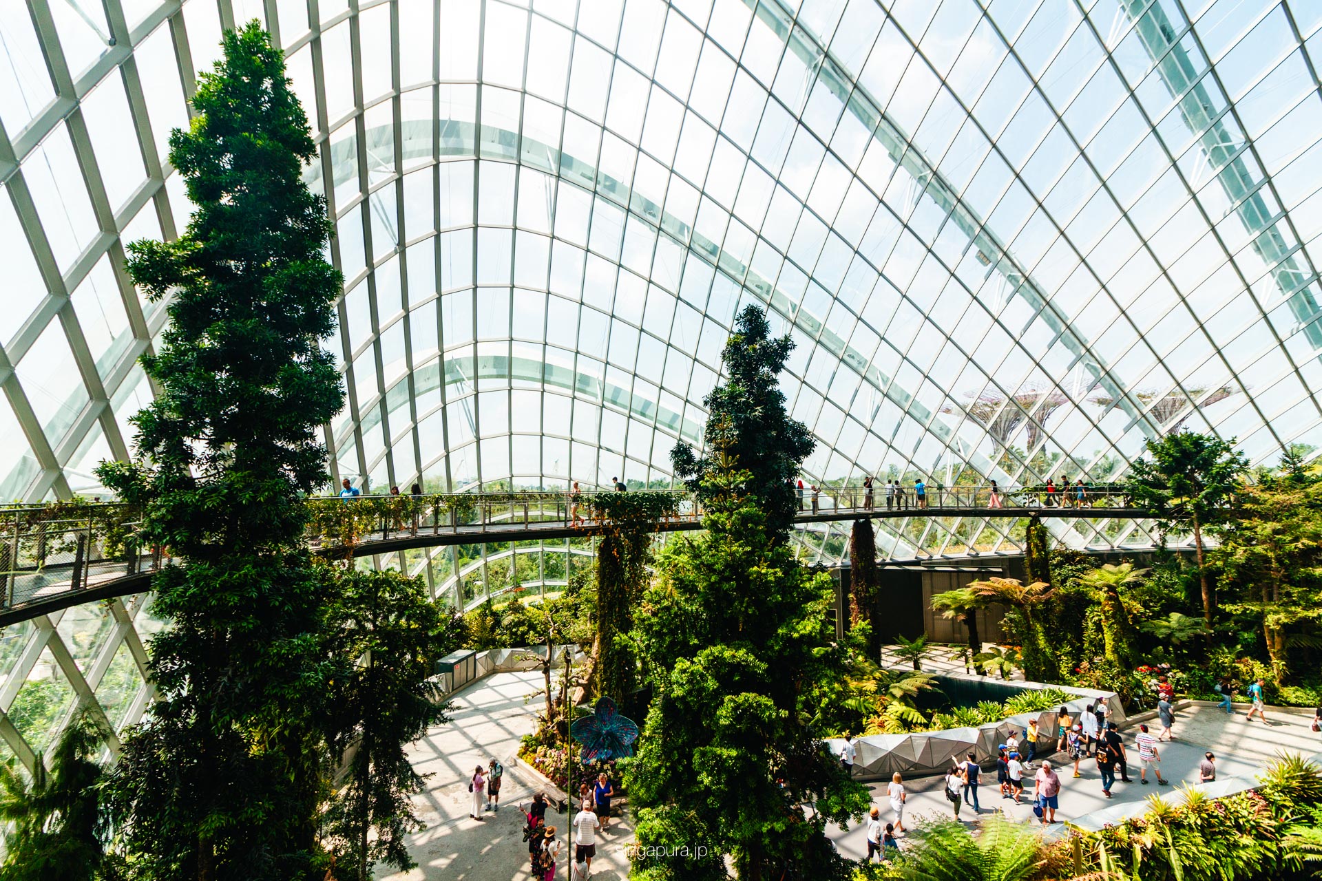 クラウド・フォレスト Cloud Forest 画像16