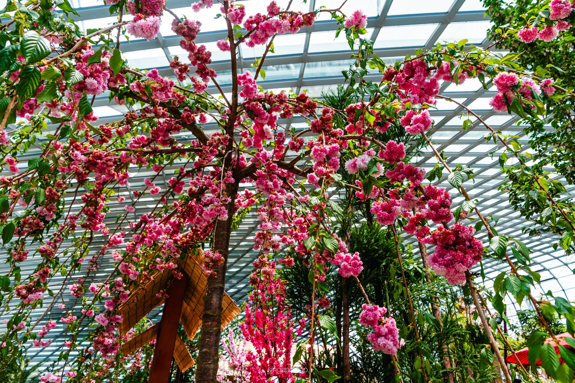 フラワー・ドーム Flower Dome 画像5