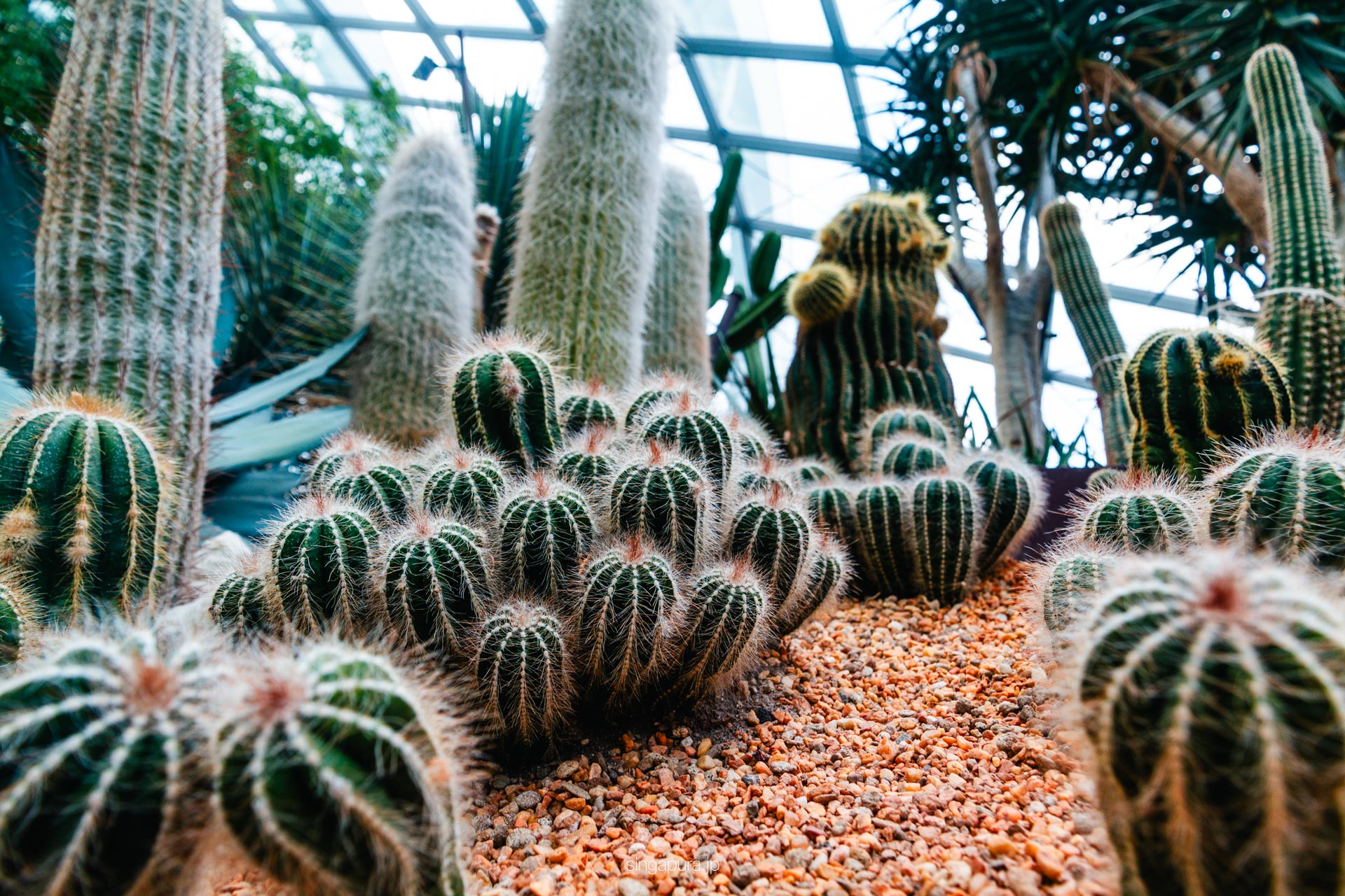 フラワー・ドーム Flower Dome 画像6