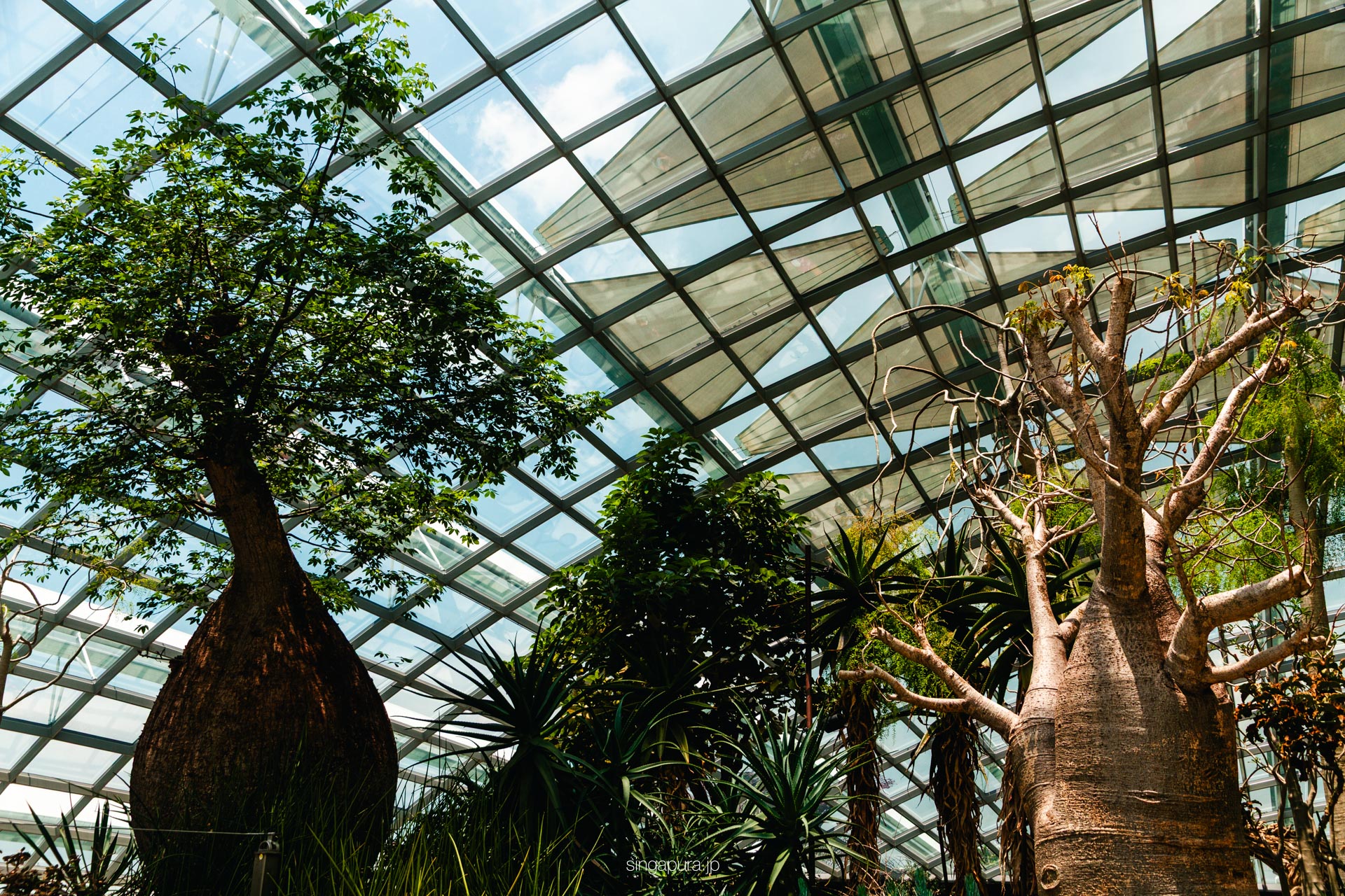 フラワー・ドーム Flower Dome 画像7