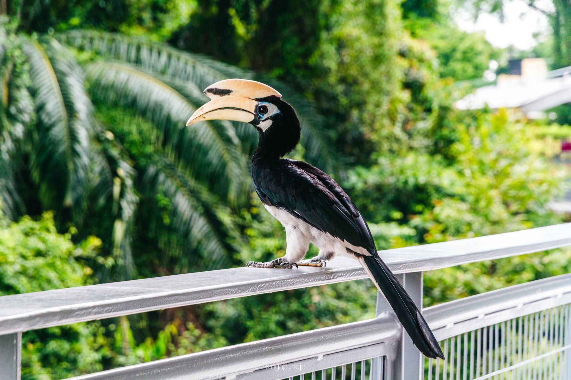 フォート・シロソ・スカイウォーク Fort Siloso Skywalk 画像2