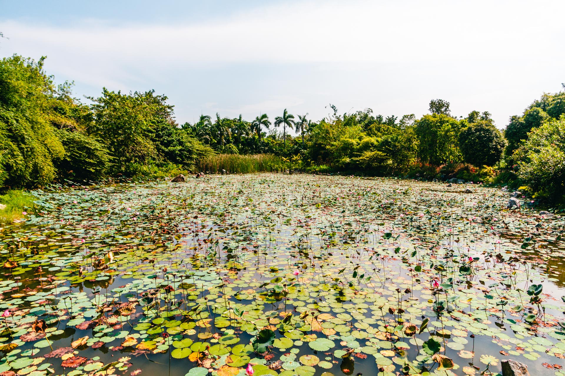 ガーデンズ・バイ・ザ・ベイ Gardens by the Bay 画像12