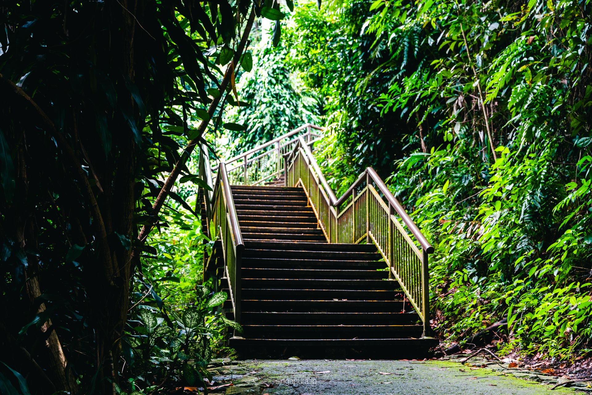 マウントフェーバー Mount Faber 画像5