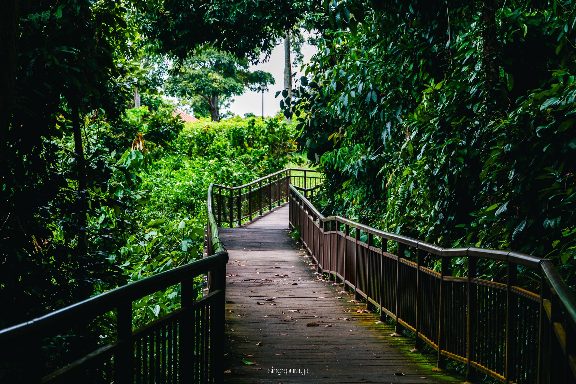 マウントフェーバー Mount Faber 画像6