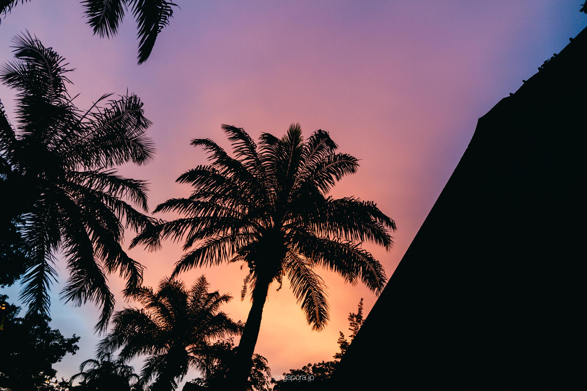 ナイトサファリ・シンガポール Night Safari 画像3