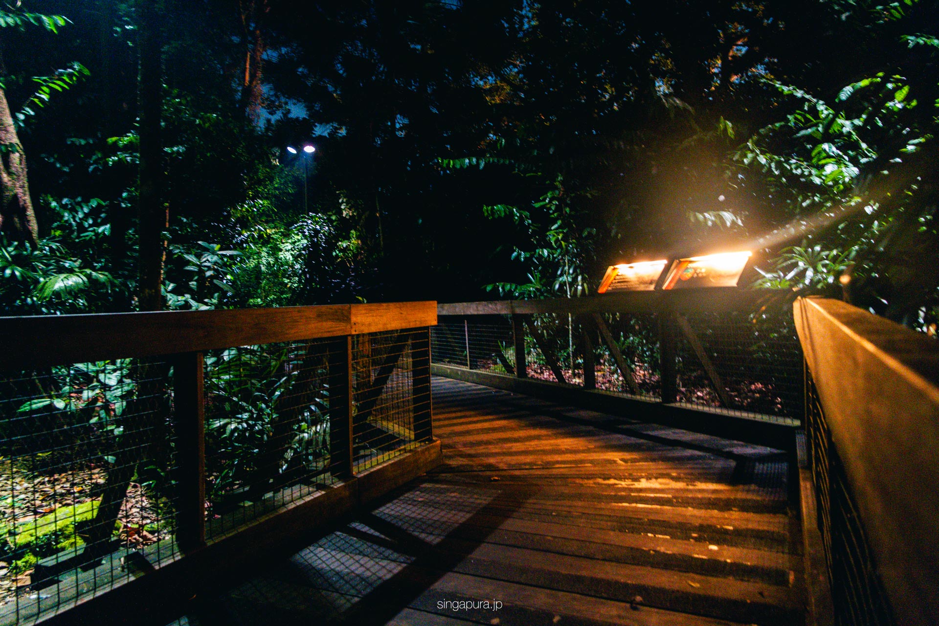 ナイトサファリ・シンガポール Night Safari 画像6