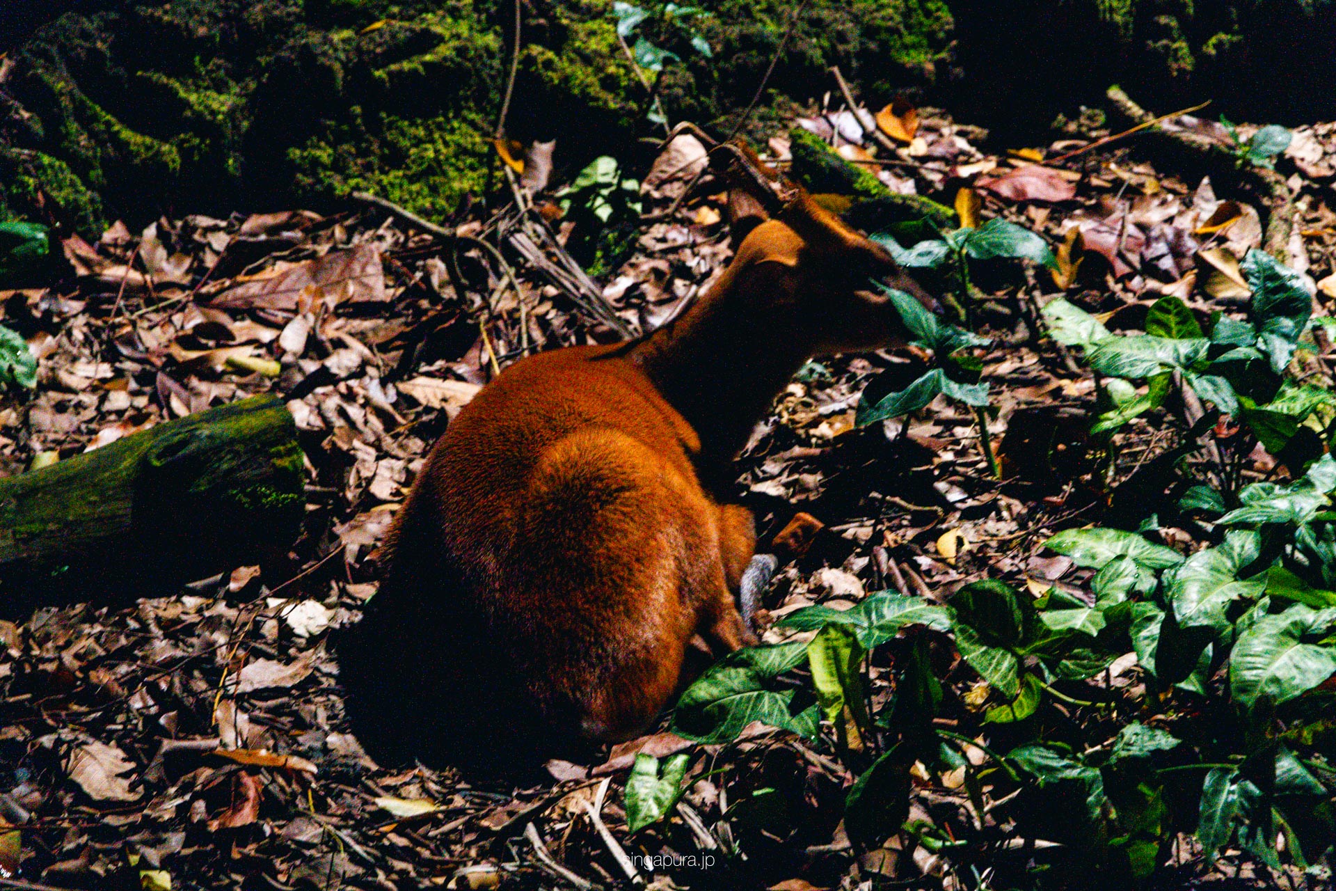 ナイトサファリ・シンガポール Night Safari 画像7