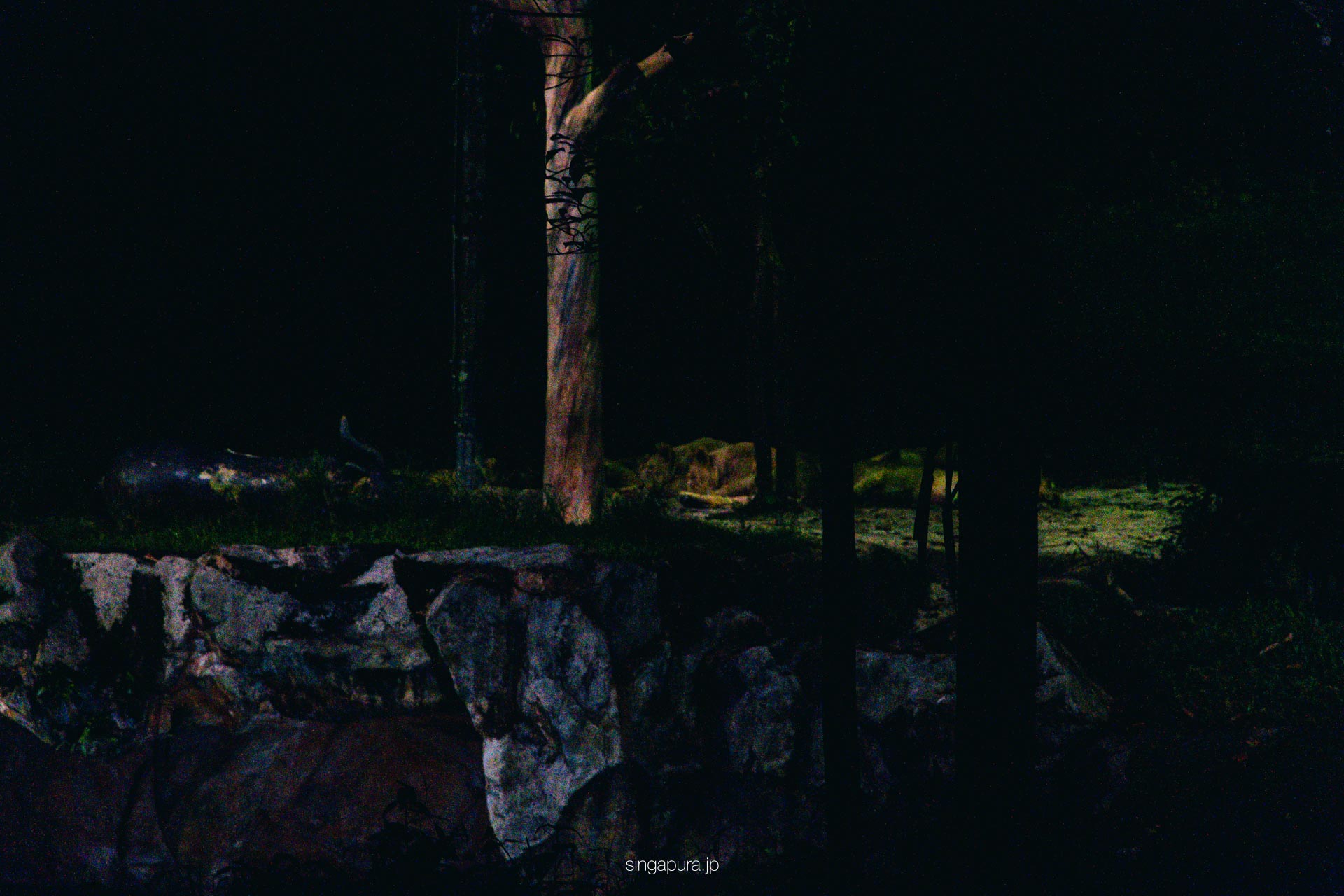 ナイトサファリ・シンガポール Night Safari 画像8