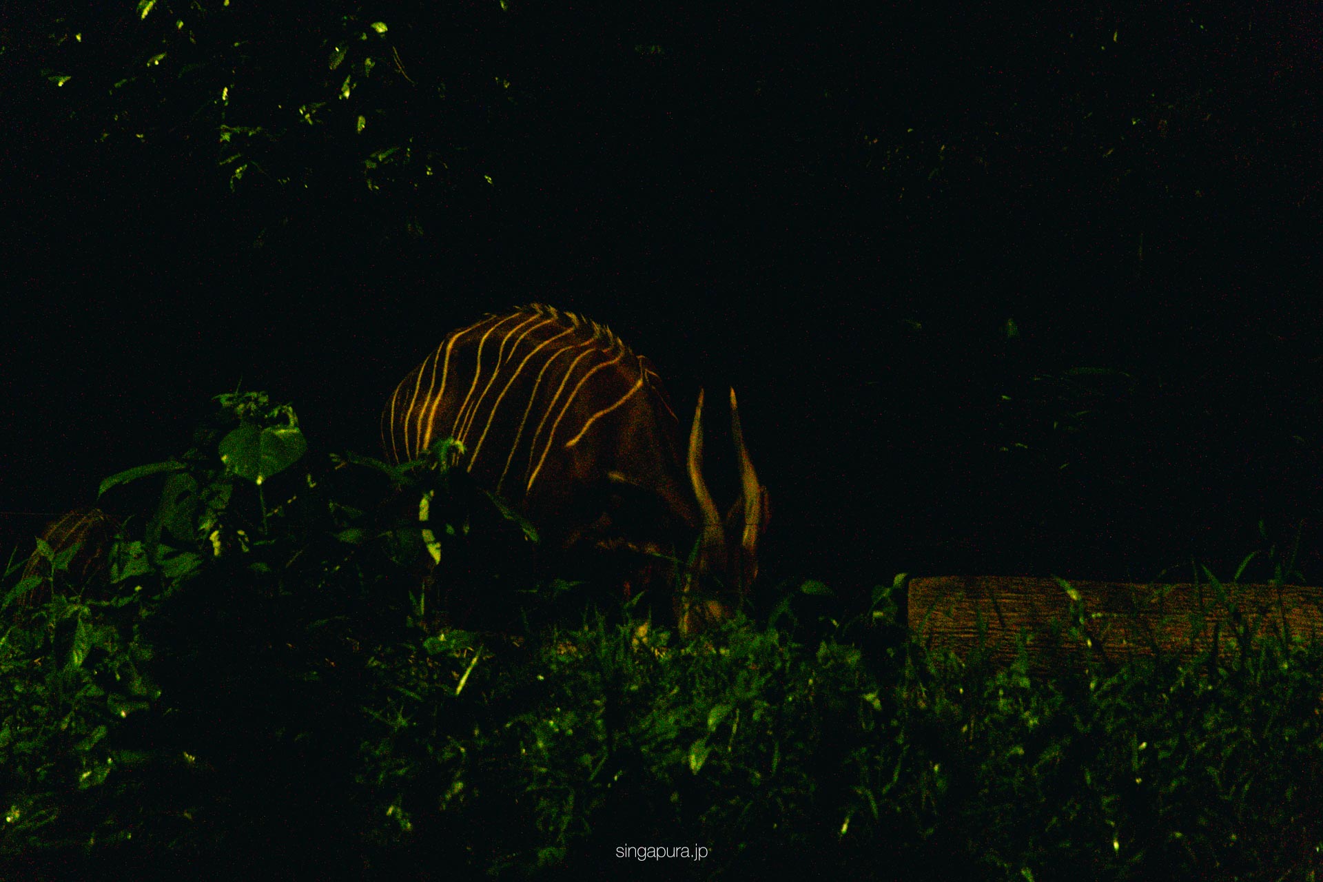 ナイトサファリ・シンガポール Night Safari 画像9