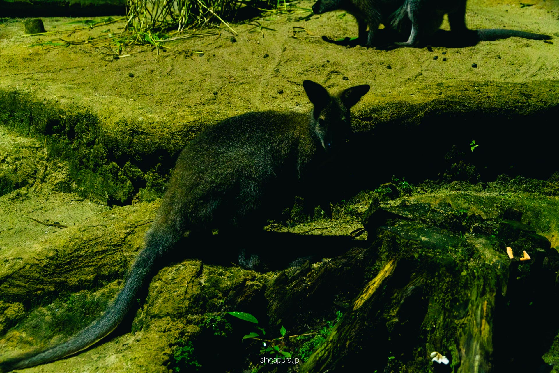ナイトサファリ・シンガポール Night Safari 画像10