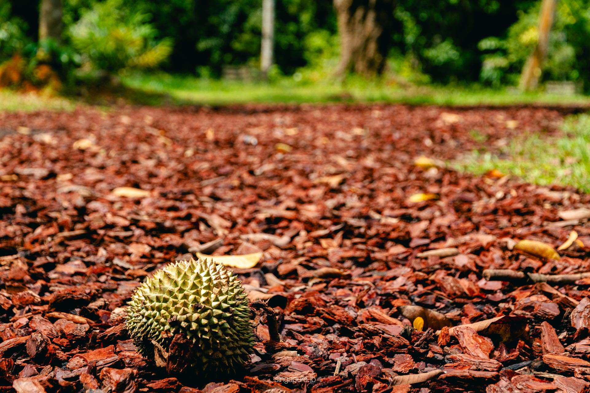 ウビン島 Pulau Ubin 画像8