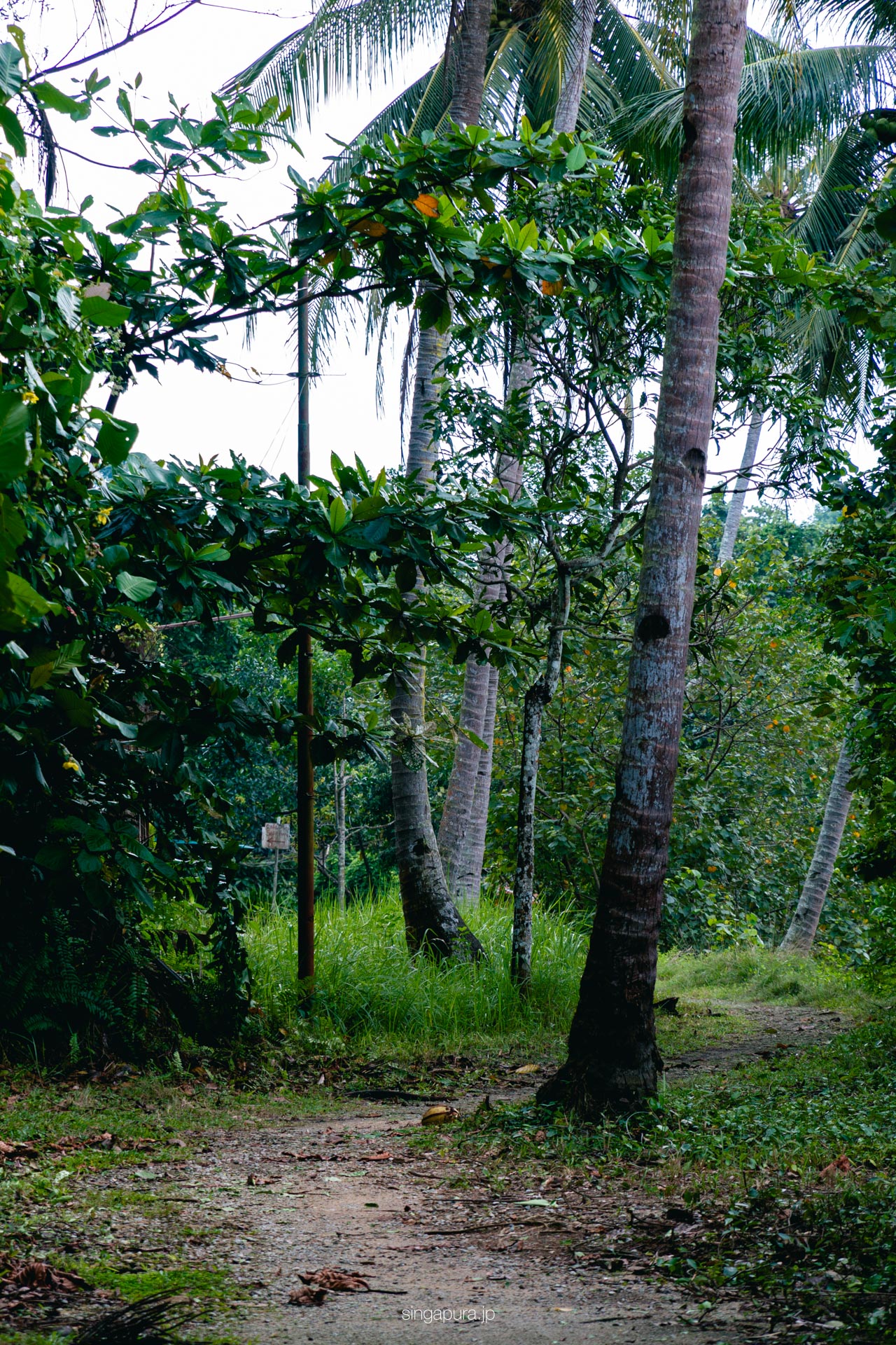 ウビン島 Pulau Ubin 画像10