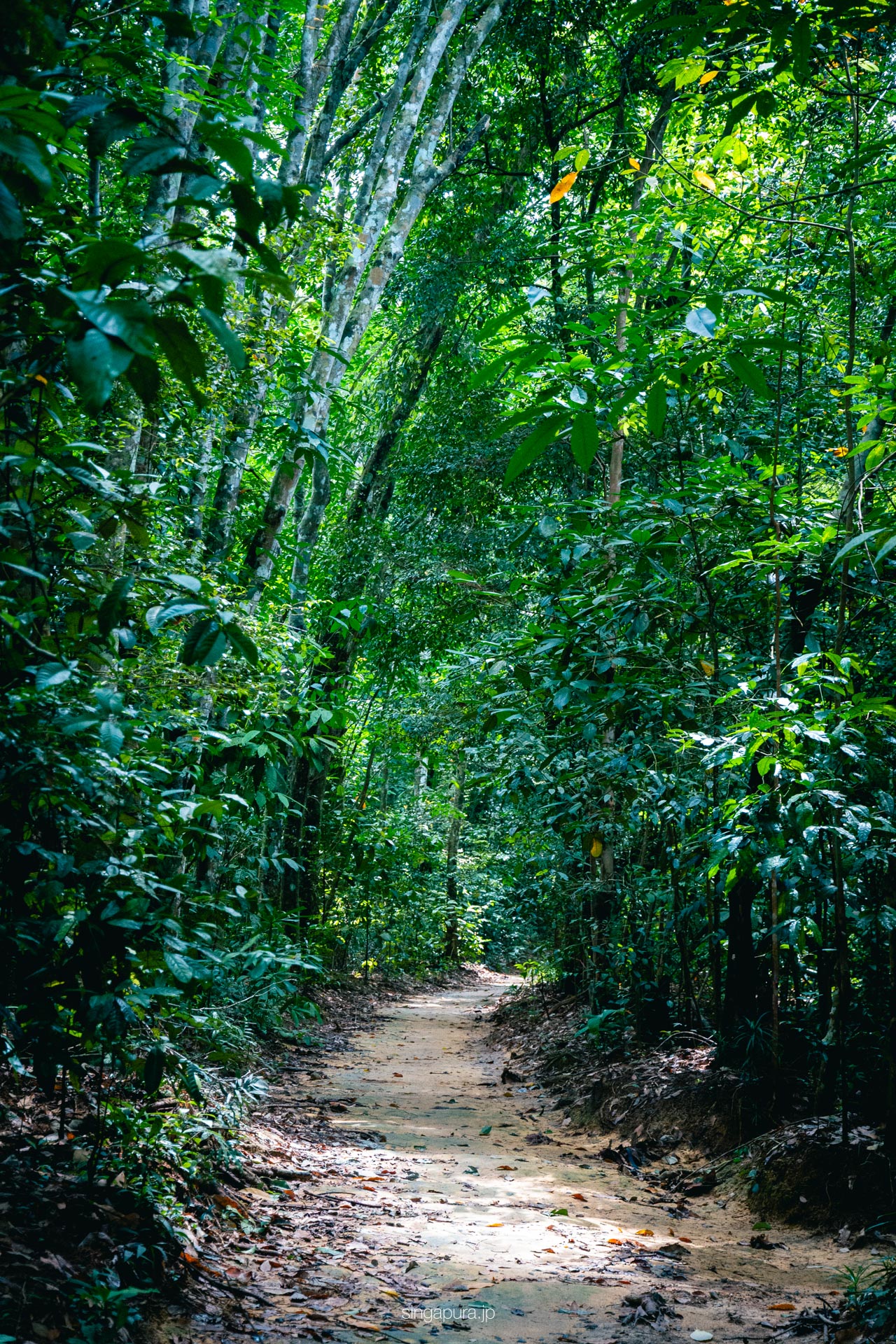 ウビン島 Pulau Ubin 画像11