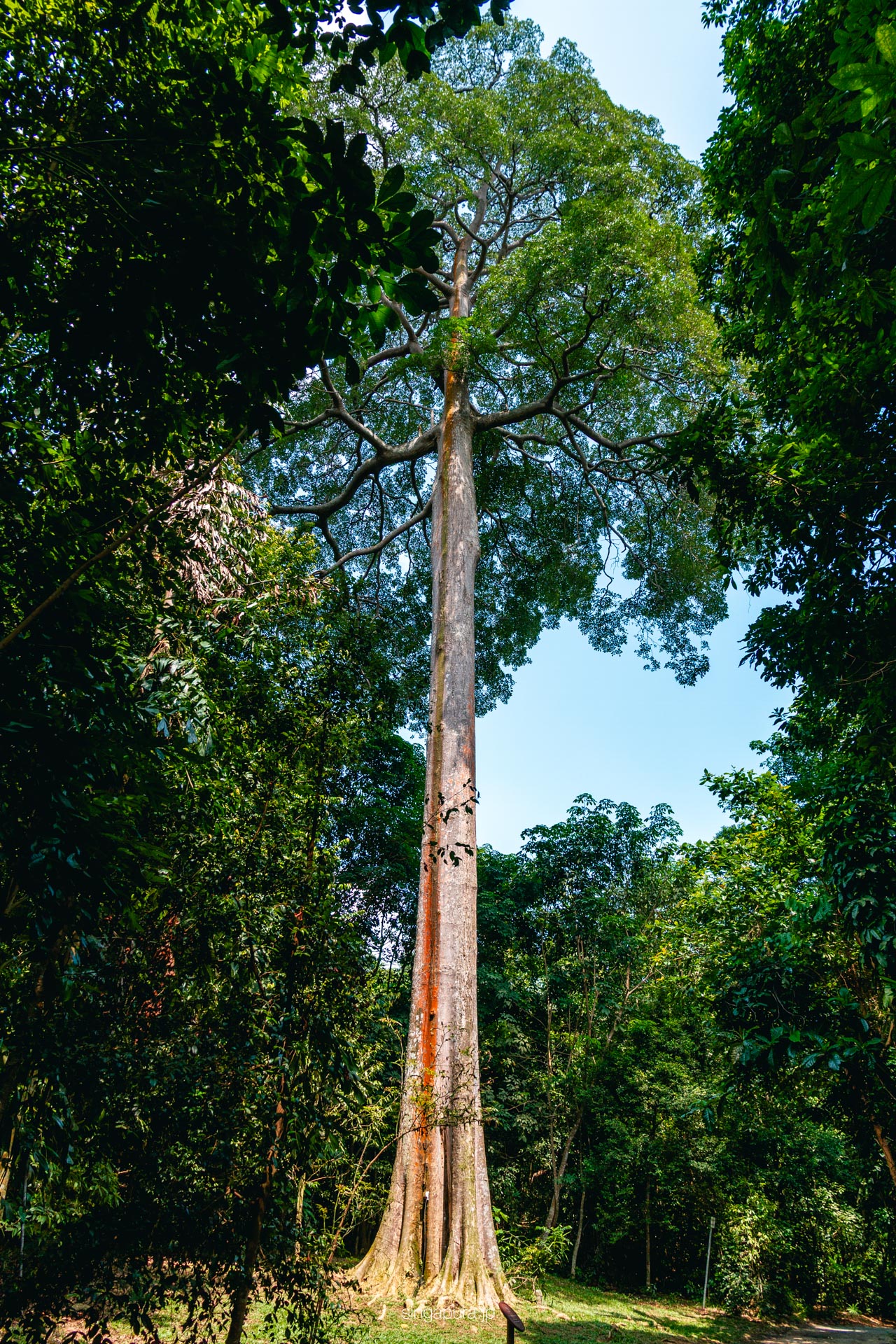 ウビン島 Pulau Ubin 画像12