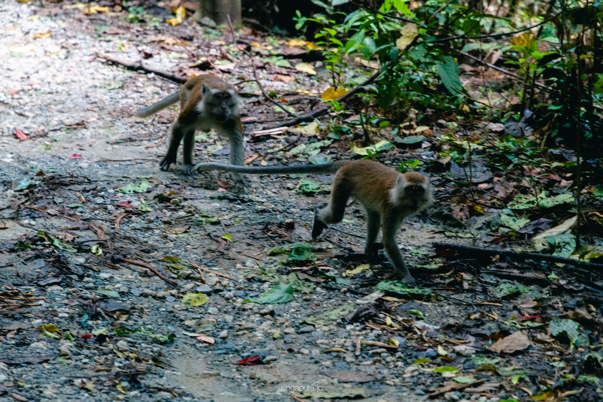 ウビン島 Pulau Ubin 画像13