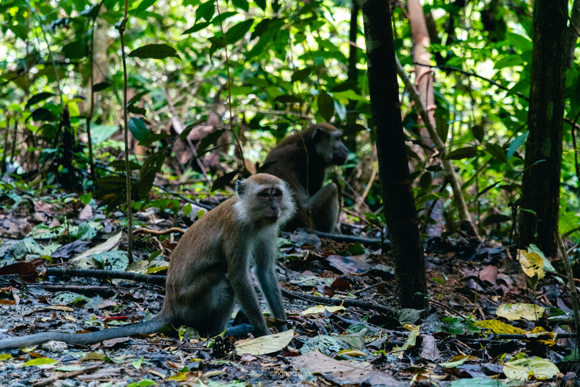 ウビン島 Pulau Ubin 画像14