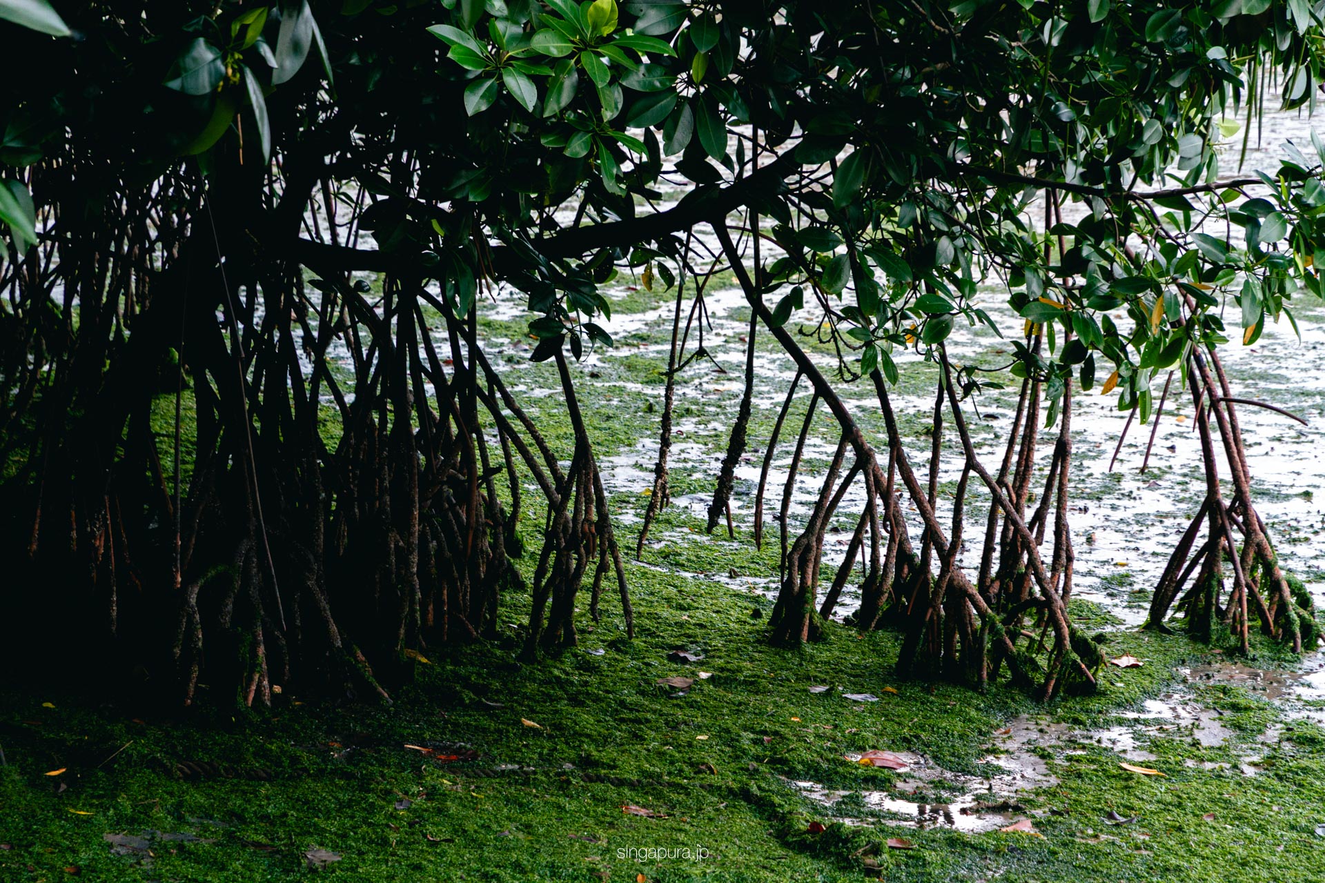 ウビン島 Pulau Ubin 画像21