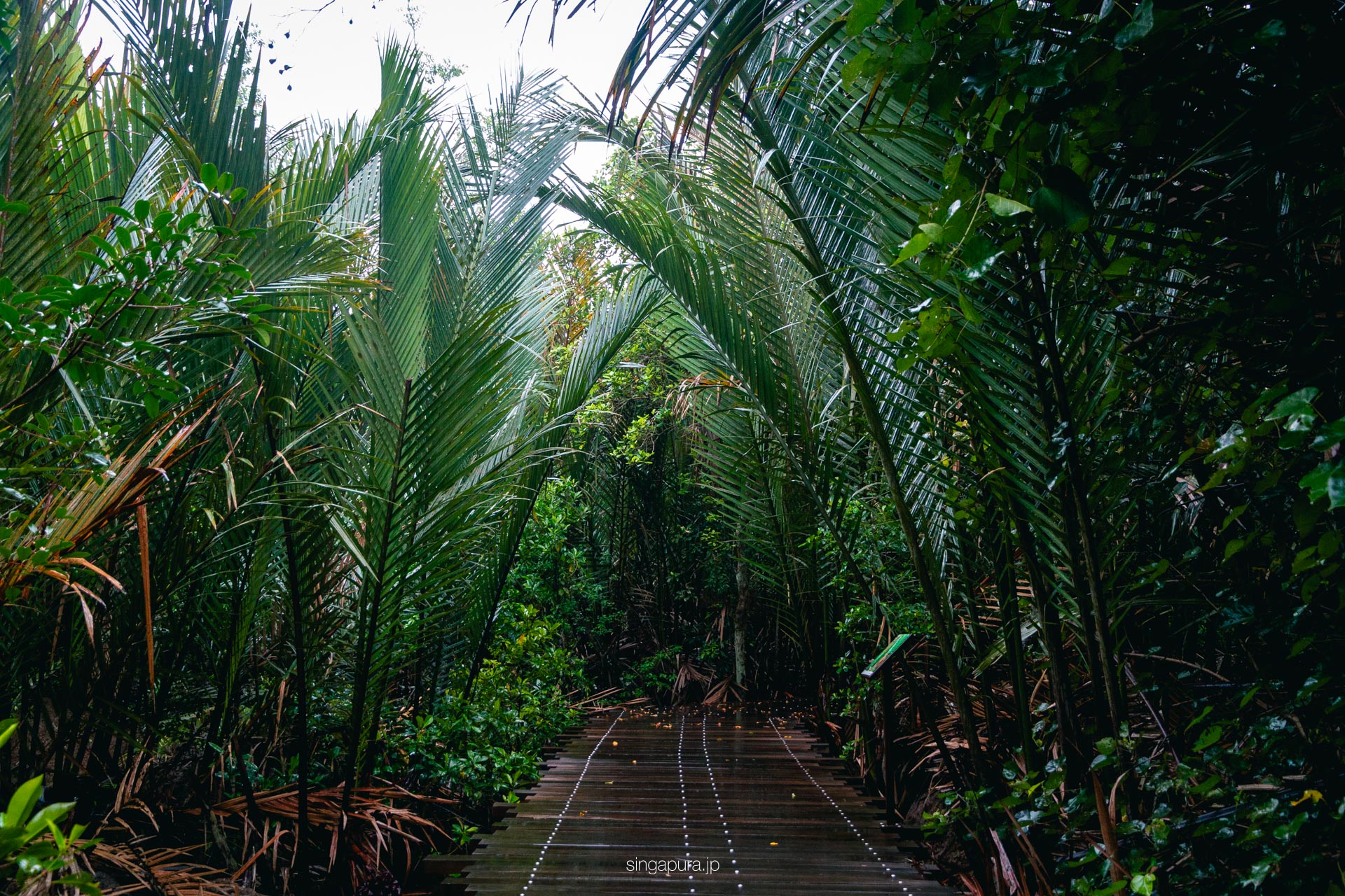 ウビン島 Pulau Ubin 画像26