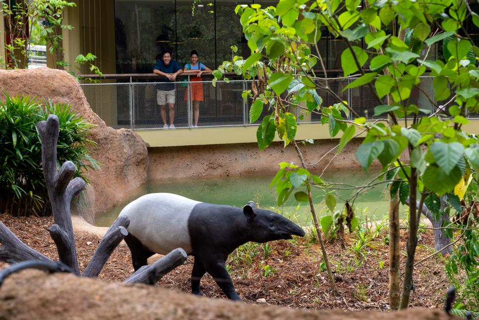 レインフォレスト・ワイルド・アジア Rainforest Wild ASIA 画像7