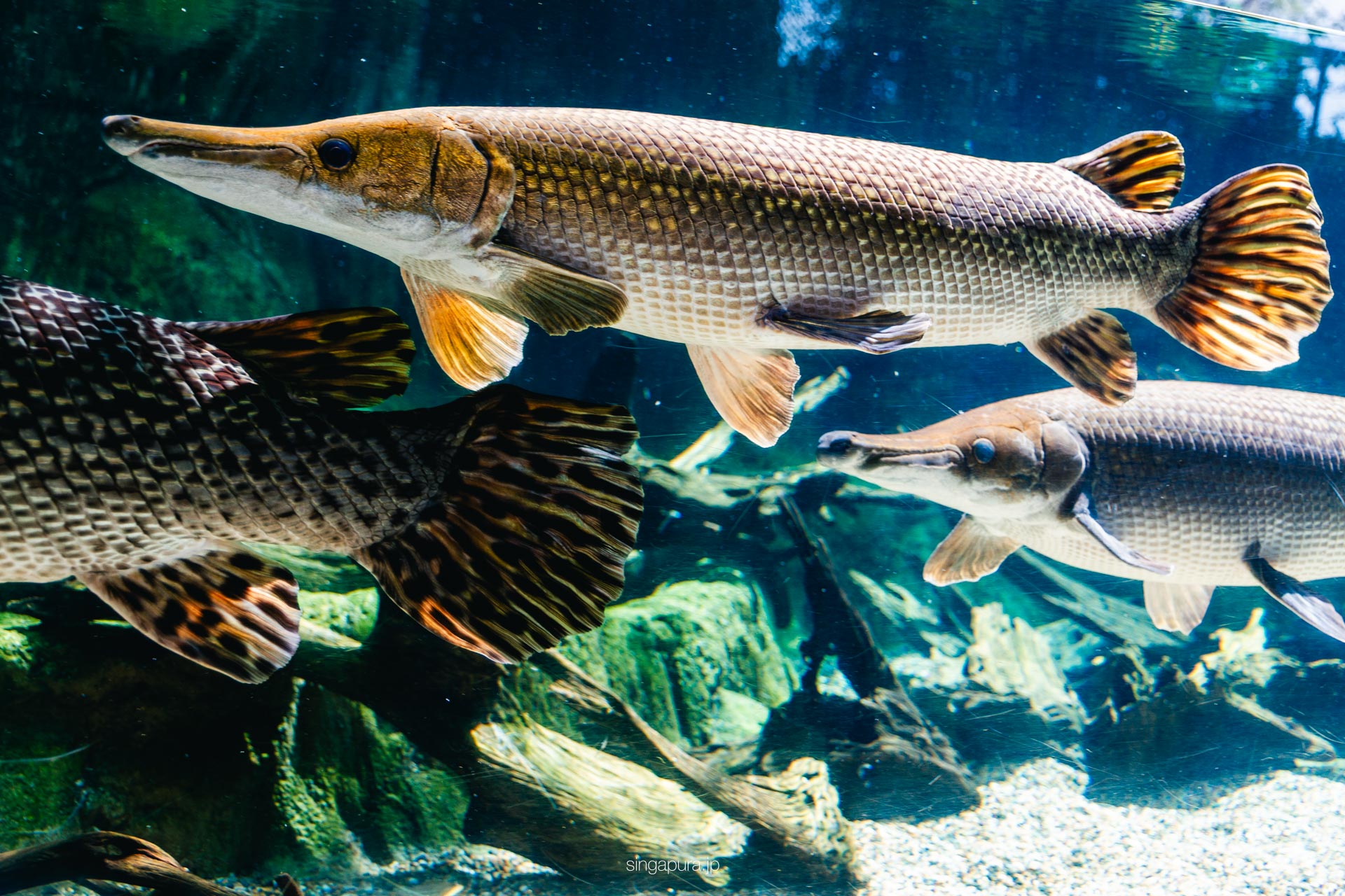 リバー・ワンダーズ River Wonders 画像3