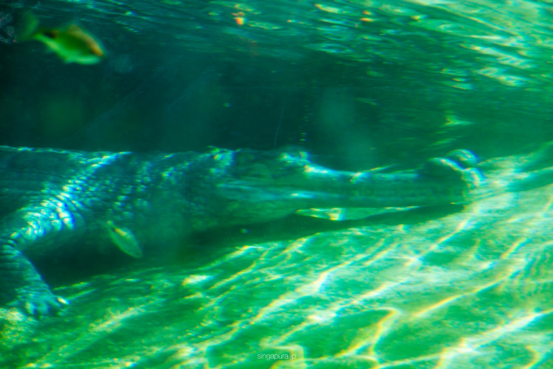 リバー・ワンダーズ River Wonders 画像7