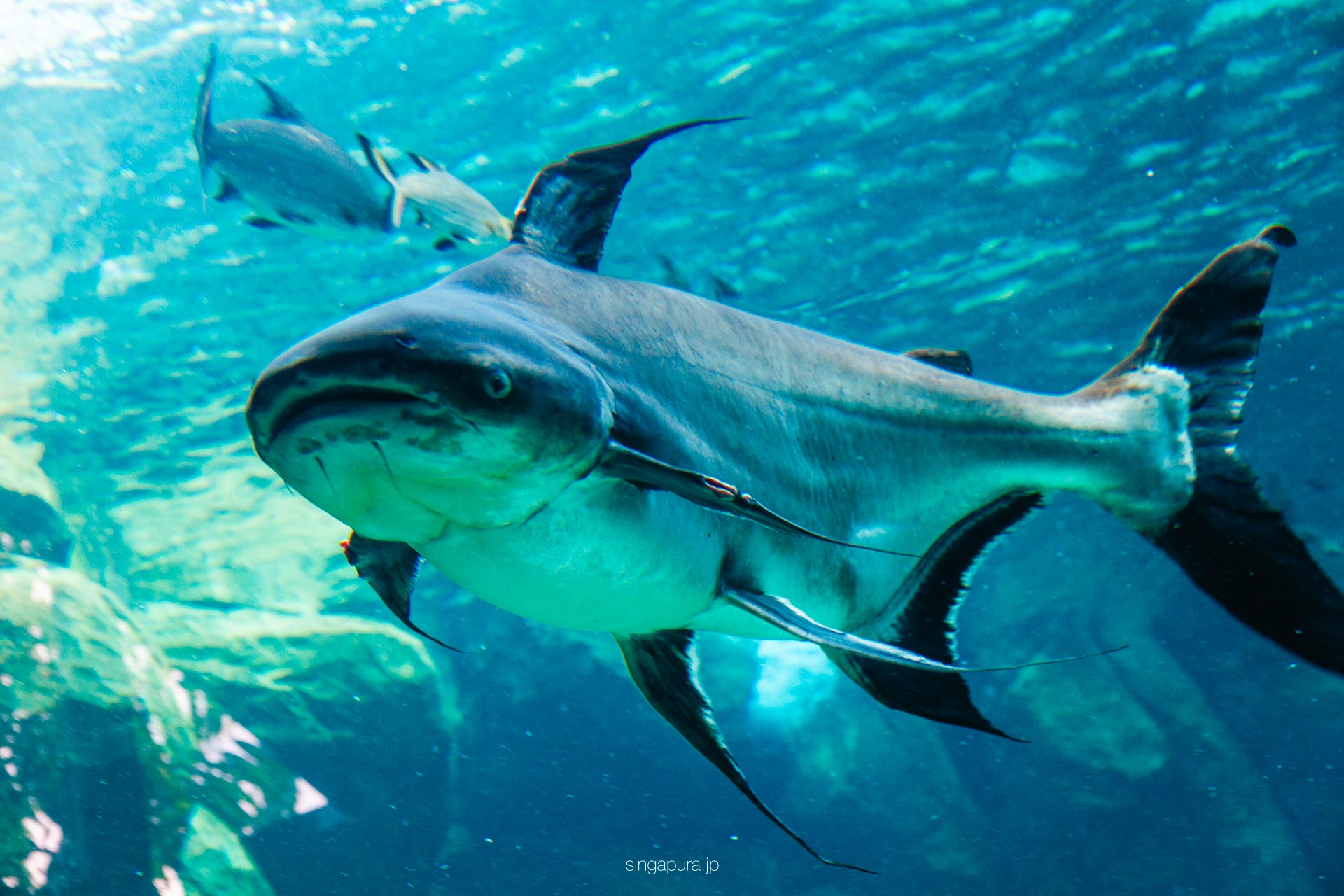 リバー・ワンダーズ River Wonders 画像8