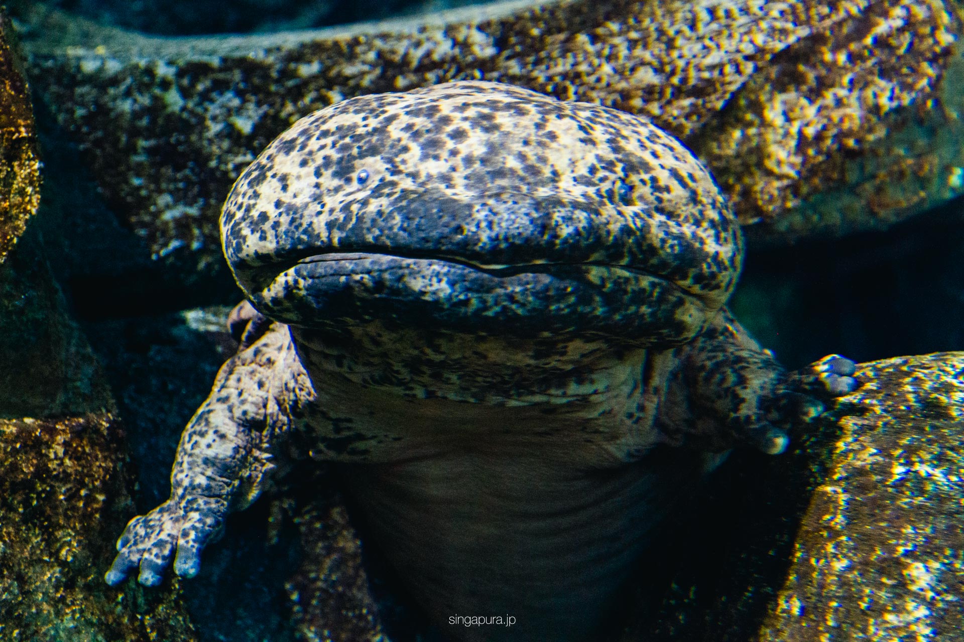 リバー・ワンダーズ River Wonders 画像10