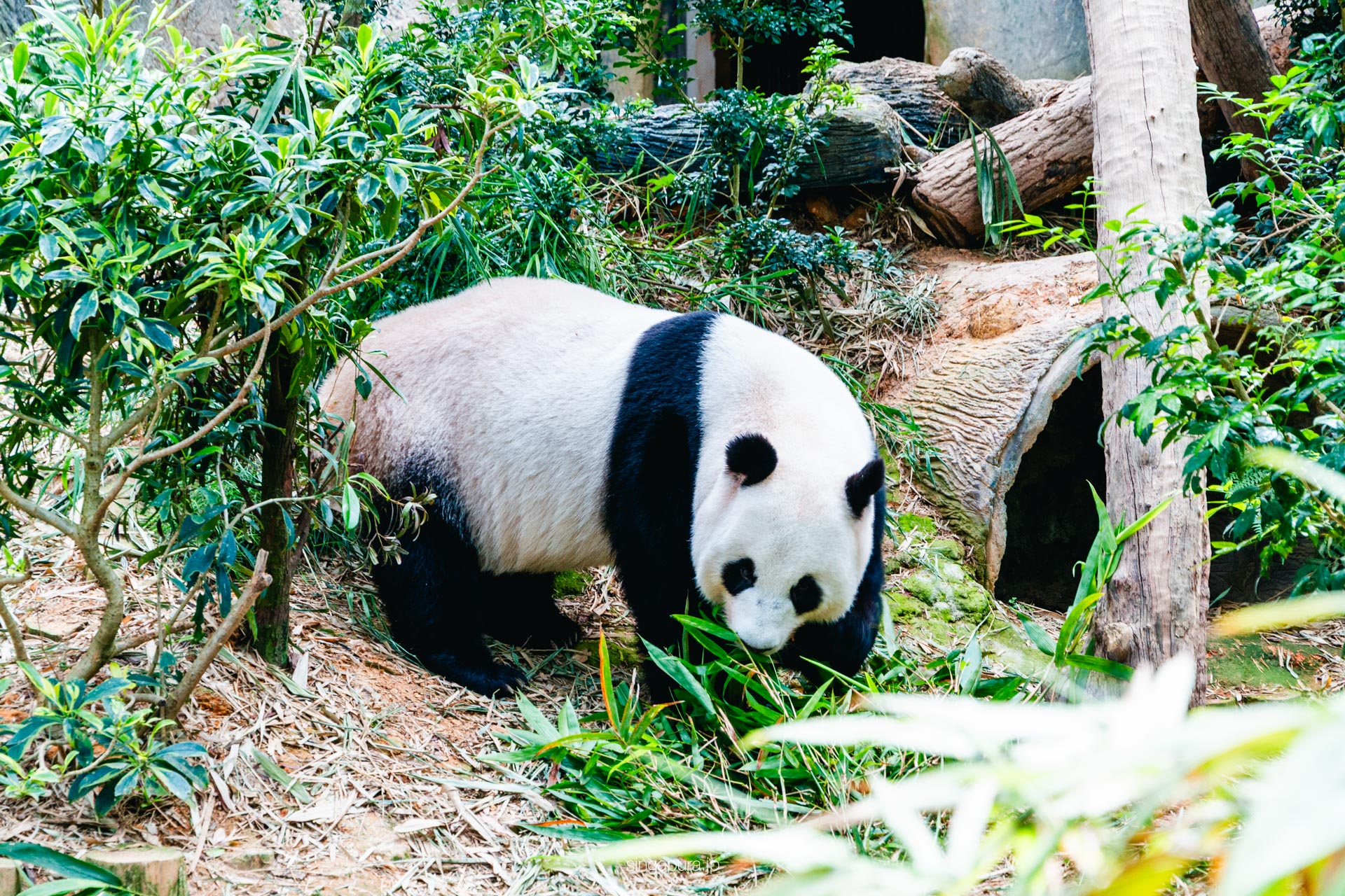 リバー・ワンダーズ River Wonders 画像13