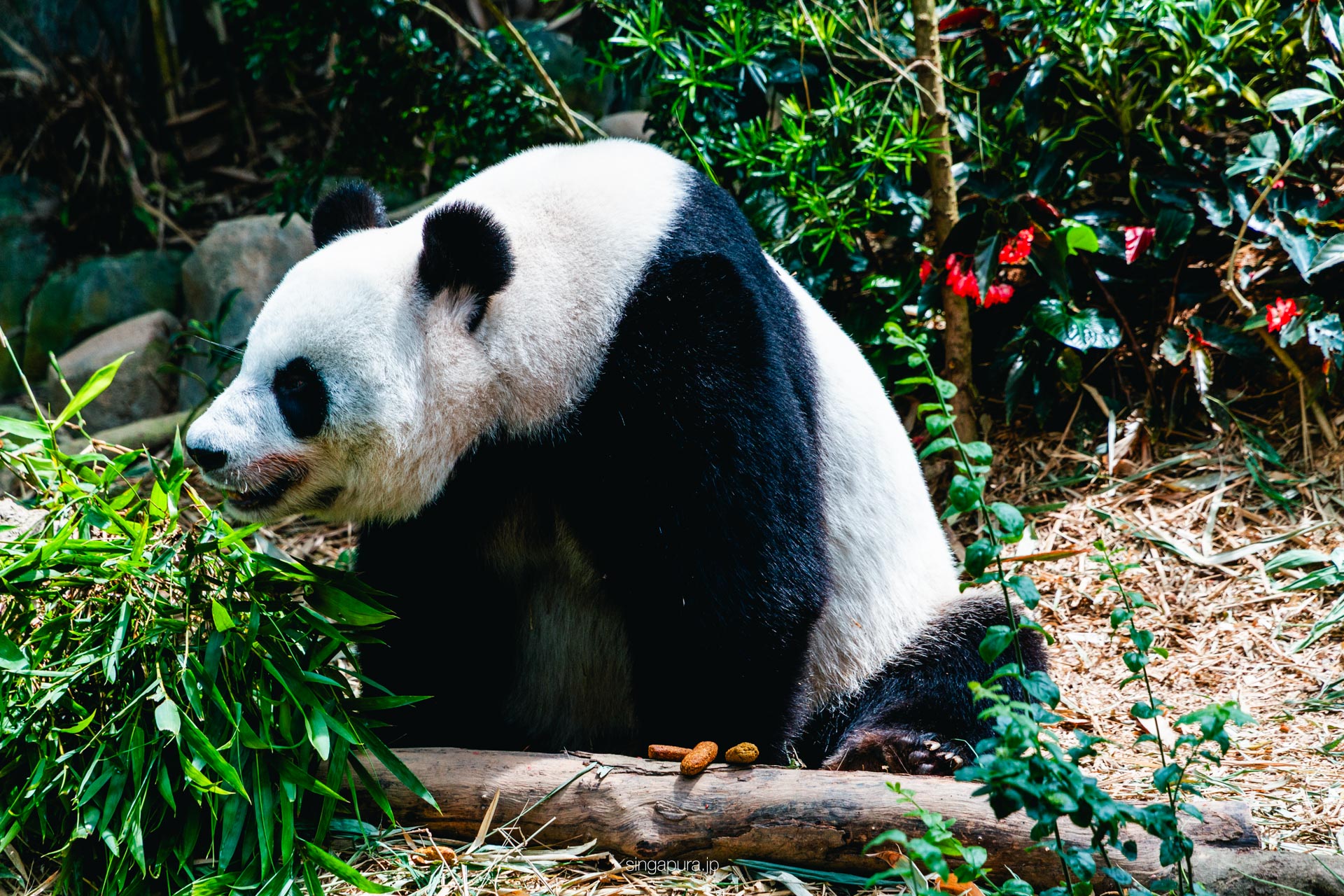 リバー・ワンダーズ River Wonders 画像15