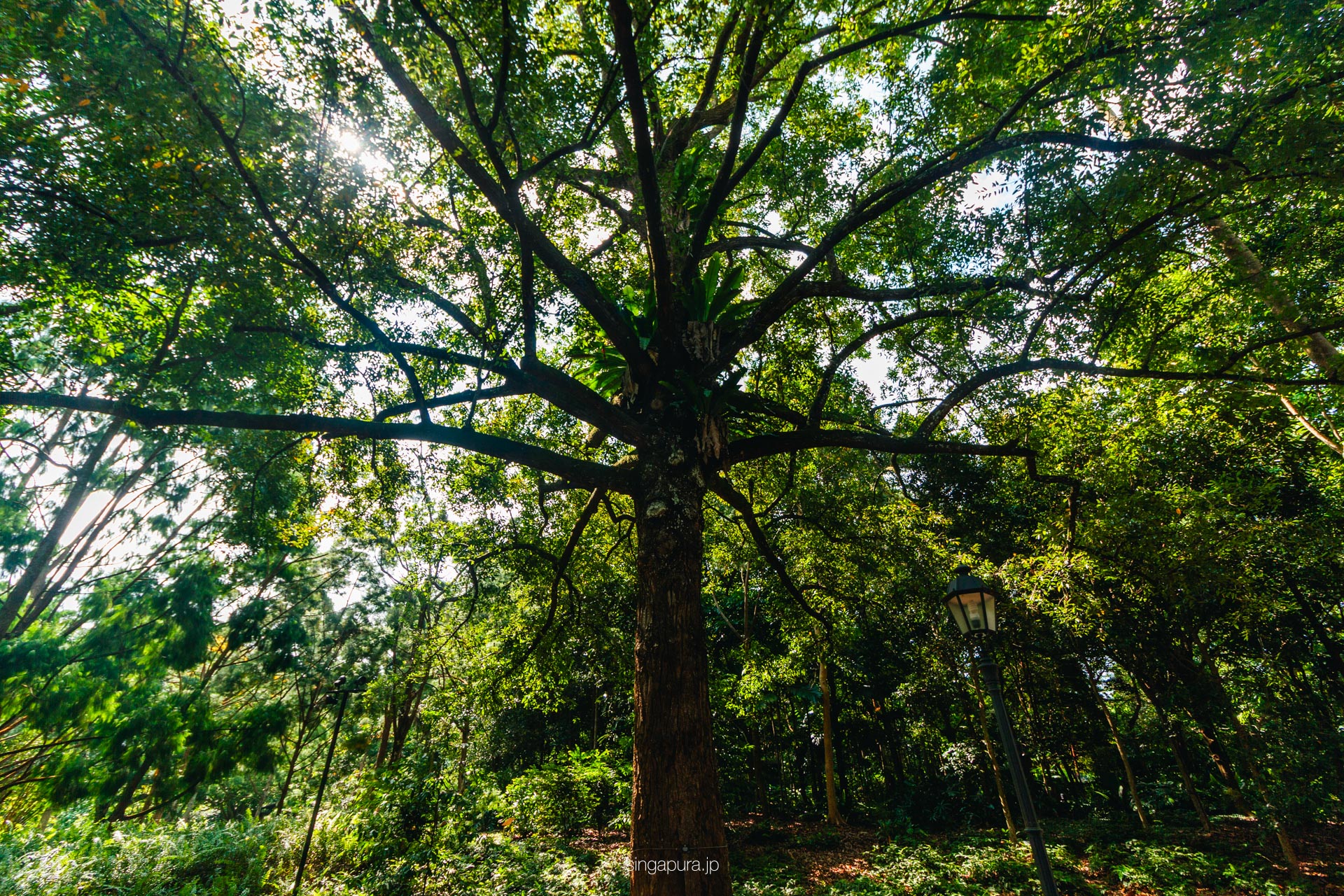 シンガポール植物園 Singapore Botanic Gardens 画像3
